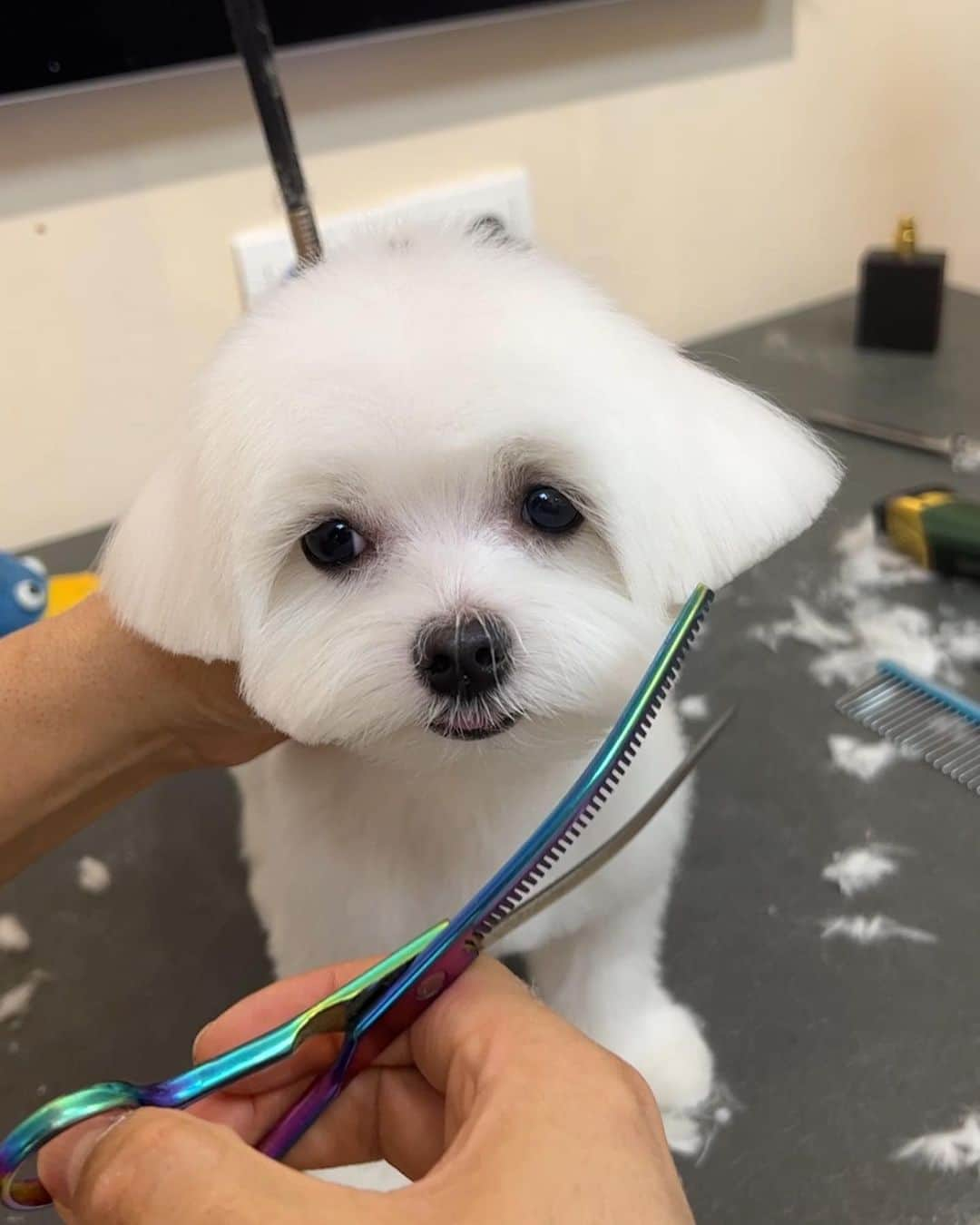 Mehmet Gunesさんのインスタグラム写真 - (Mehmet GunesInstagram)「Puppy cut’ta üstüme tanımam ☺️ @vegas_mybaby 💜」3月22日 0時22分 - petstylistt