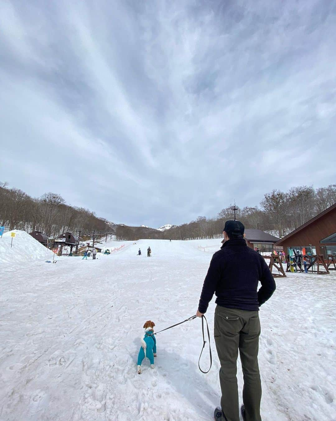 辻 よしなりさんのインスタグラム写真 - (辻 よしなりInstagram)「春スキーの雪を求めて 突発的キャンカー旅へ⤴️  季節の変わり目 雪と桜が同居している日本列島🇯🇵  まずは 安行寒桜の並木！ 3年ぶりに行けた我が家の大好きな場所🌸 か〜ら〜の 温泉♨️と雪山チェックに！と関越道を北上💨  結果、行ったスキー場の雪はシャビシャビで、我が家の腕前？足前？では後味の悪い滑り納めになっちゃうよなーと、断念！ もうスノーシューの出番も無さそうだし、これにて今シーズンのウィンタースポーツは終了と相成りました😂😂  温泉♨️よし、 手軽な低山登山もなかなかと楽しめた😍 静かな山の中の 長ーい階段に朱色の灯籠… なんとも幻想的だったなぁ。  イチも元気いっぱい楽しんでくれて⭕️  思いつきで行った割には濃ーい内容になった旅だったな👍  さーて、次はどこへ行こうか。  #キャンピングカー #キャンカー旅 #旅犬イチ  #安行寒桜 #春スキー #旅犬イチ」3月22日 1時13分 - yoshinari_tsuji