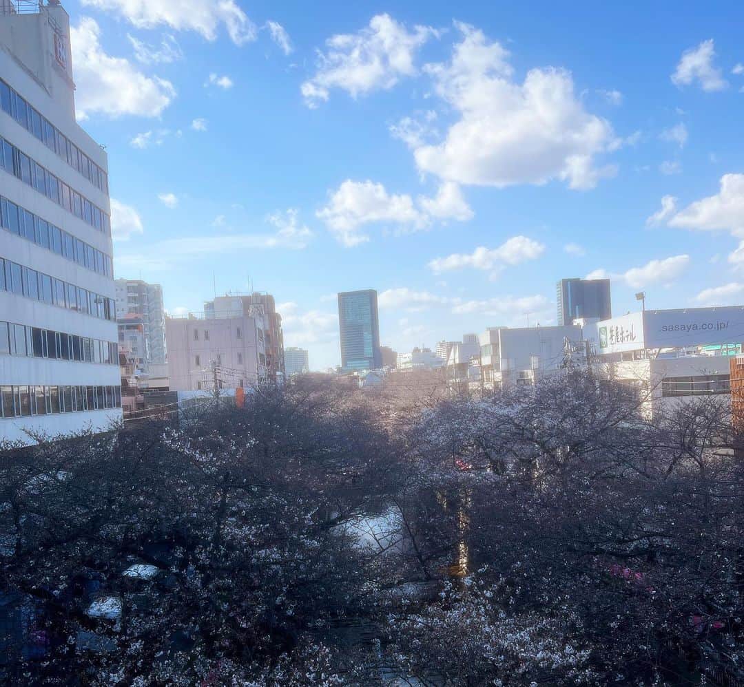 小林 ディスカスさんのインスタグラム写真 - (小林 ディスカスInstagram)「桜って、 ホントにキレイですねっ！！  目黒川の桜も、 満開近し！！ 👱🏽‍♂️🌸🌸🌸🙋🏼‍♂️  #tokyo #japan #fashion #beauty #東京ライフ #sakura #cherryblossom #桜 #目黒川」3月22日 1時18分 - discus_kobayashi