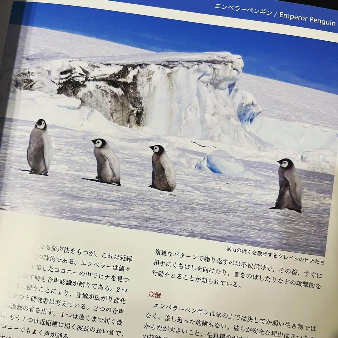 sayaのインスタグラム：「🐧🐧🐧  いつ見てもかわいい  シューゲイザーを聴きたい周期にいます。ノイズが気持ちいいのってどうしてなんだろうね。  おやすみなさい😴  saya」