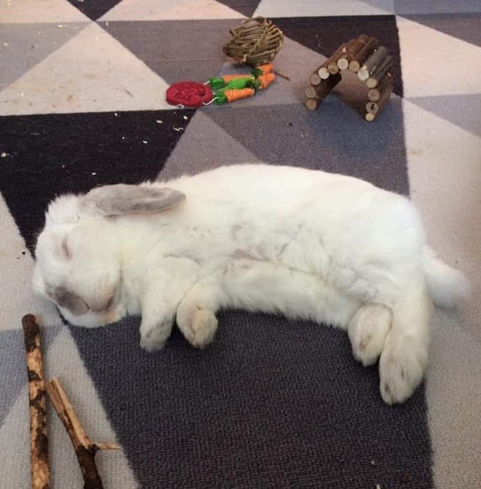 Exempel the bunnyさんのインスタグラム写真 - (Exempel the bunnyInstagram)「How I miss having bunnies. Exempel sure was one of a kind 🧡」3月22日 2時10分 - exempelthebunny