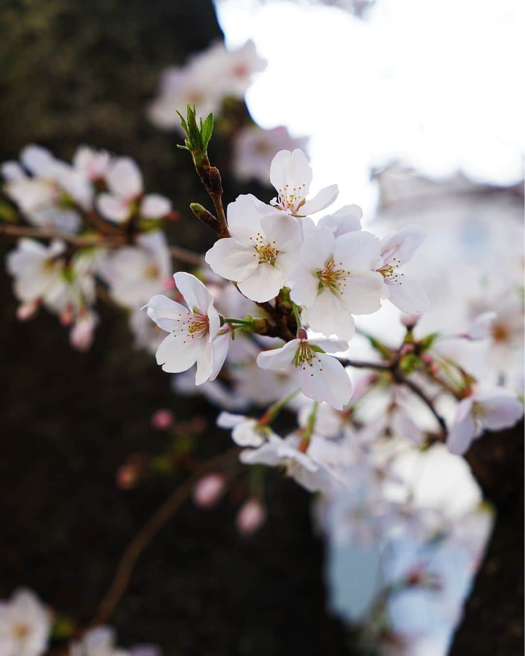 ダンデライオン・チョコレート・ジャパンさんのインスタグラム写真 - (ダンデライオン・チョコレート・ジャパンInstagram)「本日は暖かい日差しが心地よく、お出かけ日和ですね。 ダンデライオン・チョコレートのお店の近くでも、桜が綺麗に咲いています。  実はファクトリー＆カフェ蔵前の2階から、窓一面の桜を眺められます。 また、ドリンクやペストリーはお持ち帰りいただけますので、お散歩やお花見のお供にぜひご利用くださいませ🌸  =======  カフェ各店の詳細はこちらをご覧ください🍫  ＊ファクトリー＆カフェ蔵前 @dandelion_chocolate_japan  ＊伊勢外宮店 @dandelion_chocolate_ise  ======  #dandelionchocolate #ダンデライオンチョコレート #craftchocolate #クラフトチョコレート #chocolate #チョコレート #cacao #カカオ #お花見 #お散歩 #チョコレートドリンク #お花見スポット #桜満開 #桜の季節  #桜2023 #花見デート #蔵前カフェ  #伊勢カフェ」3月22日 12時05分 - dandelion_chocolate_japan