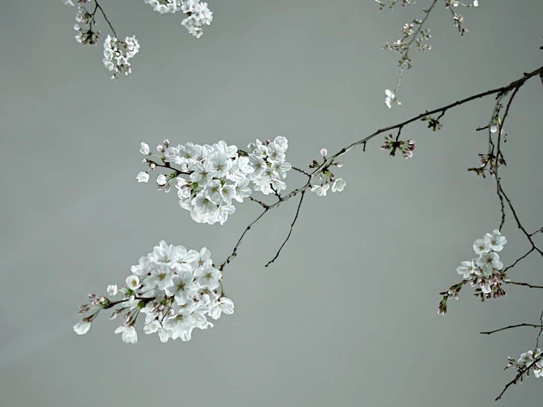 南波志帆さんのインスタグラム写真 - (南波志帆Instagram)「昨夜。今年最初に見た桜。  #321」3月22日 12時19分 - nanbashiho