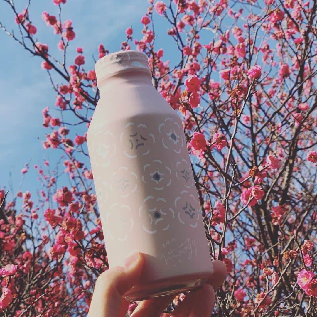 KIRIN moogyのインスタグラム：「* こんにちは * 空の水色と、梅の鮮やかなピンクがあまりに綺麗だったんで、持っていたmoogyとパシャリ！ * よくよく見たら、柄も色もリンクしていてかわいい～♪ ちょっと気分が上がりました～😙 * （てら）     #moogy #ムーギー #moogynews #麦茶 #ノンカフェイン #tea #お茶時間 #お茶好き #gift  #プチギフト #プレゼント #暮らし #暮らしを楽しむ #心地良い暮らし #雑貨 #通販 #はじめましてBOX」