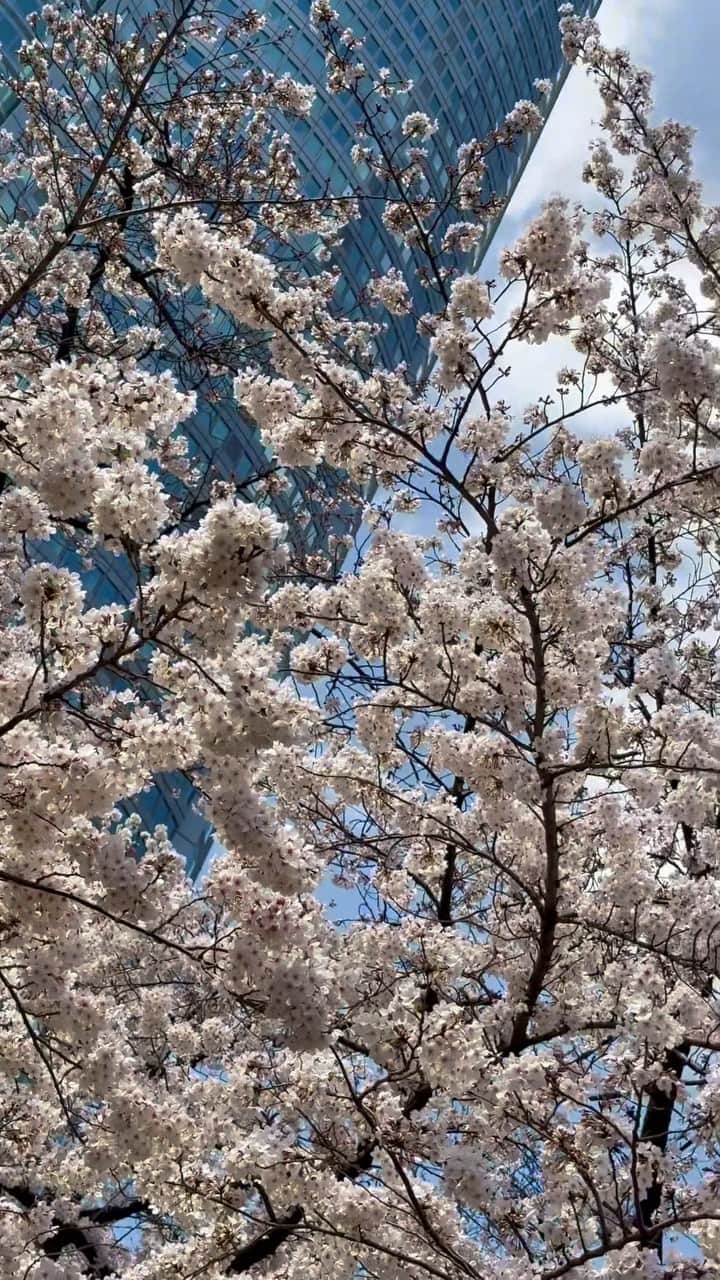 山本彩未のインスタグラム：「. 春🥺🌸 . 制限がなければ拘束を越えられない🌸 . . . . #花見#🌸#桜#六本木ヒルズ#春#sakura」
