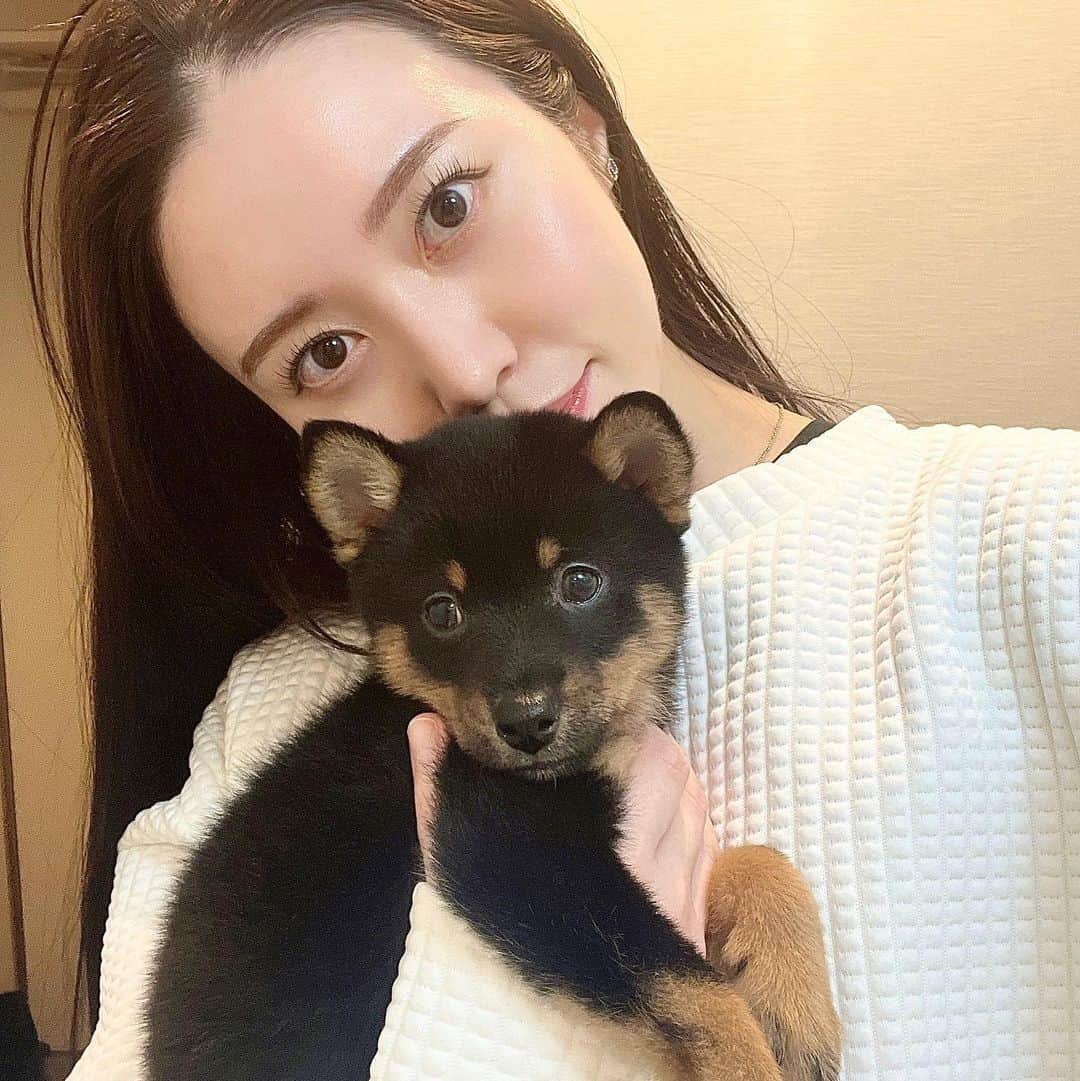 村田莉のインスタグラム：「愛おしい家族を迎えました🥰 コロッケのコロちゃんです🐕💕 一生幸せにするし、守ってあげる！！！！！！！🫶🏻❤️  @pomeshiba_korochan 🐶  #ポメ柴 #MIX犬 #わんこのいる生活 #子犬のいる暮らし #dogstagram #犬スタグラム #멍멍이 #멍멍이그램」