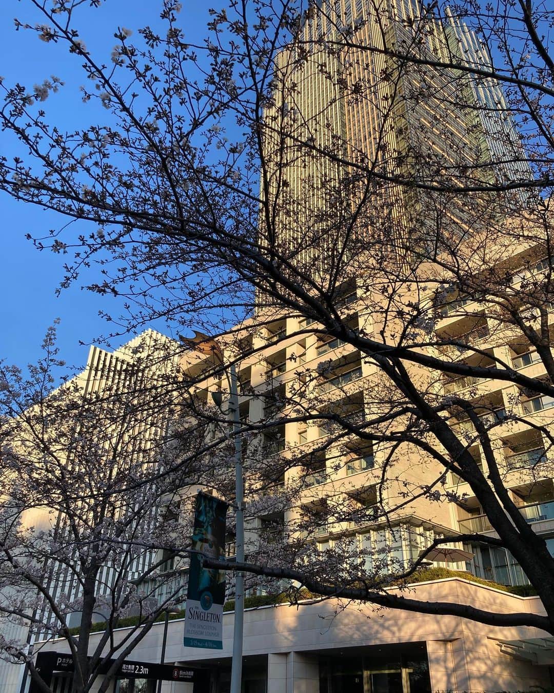 天明麻衣子のインスタグラム：「天気がいいうちに桜を見ておこうと思って、ミッドタウンへ🌸  でも息子は、後ろにある噴水？に夢中😂それはいつでもあるからさ、せっかくだし桜見ませんか〜？  #桜 #ミッドタウン #ミッドタウン六本木 #花見 #花より噴水 #まだ桜にしみじみする歳じゃないのね」