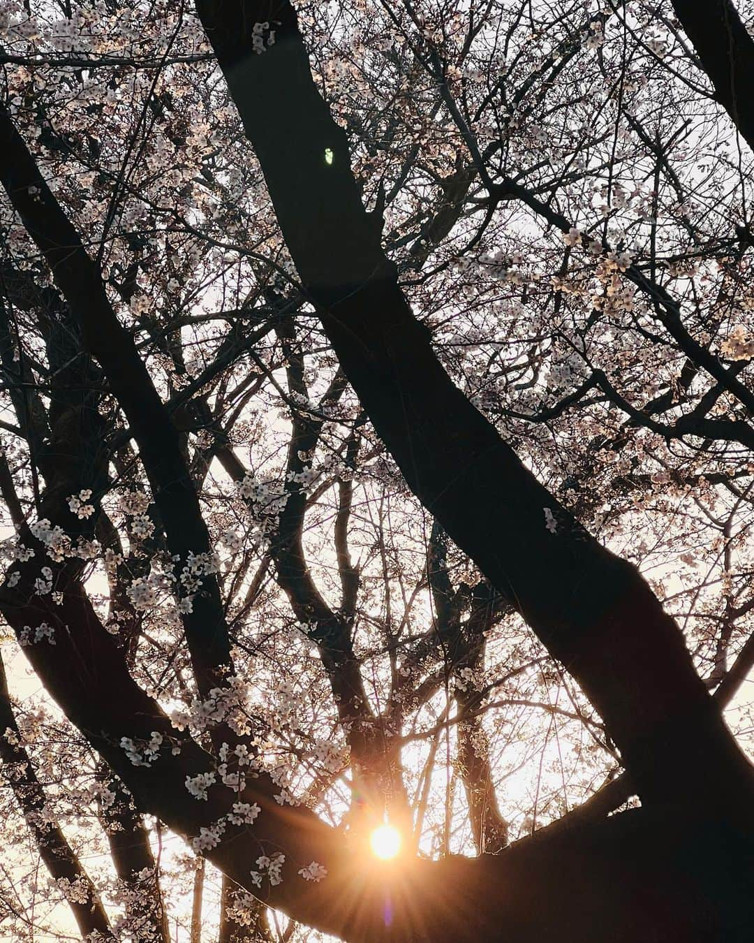 古村比呂さんのインスタグラム写真 - (古村比呂Instagram)「今朝は早めに家を出発  桜と朝陽🌸を ハイッとな ➰  今日一日が穏やかでありますように🌈　  #古村比呂 #hirokomura #朝陽 #sun #桜 #cherryblossoms」3月22日 7時11分 - hirokomura1124