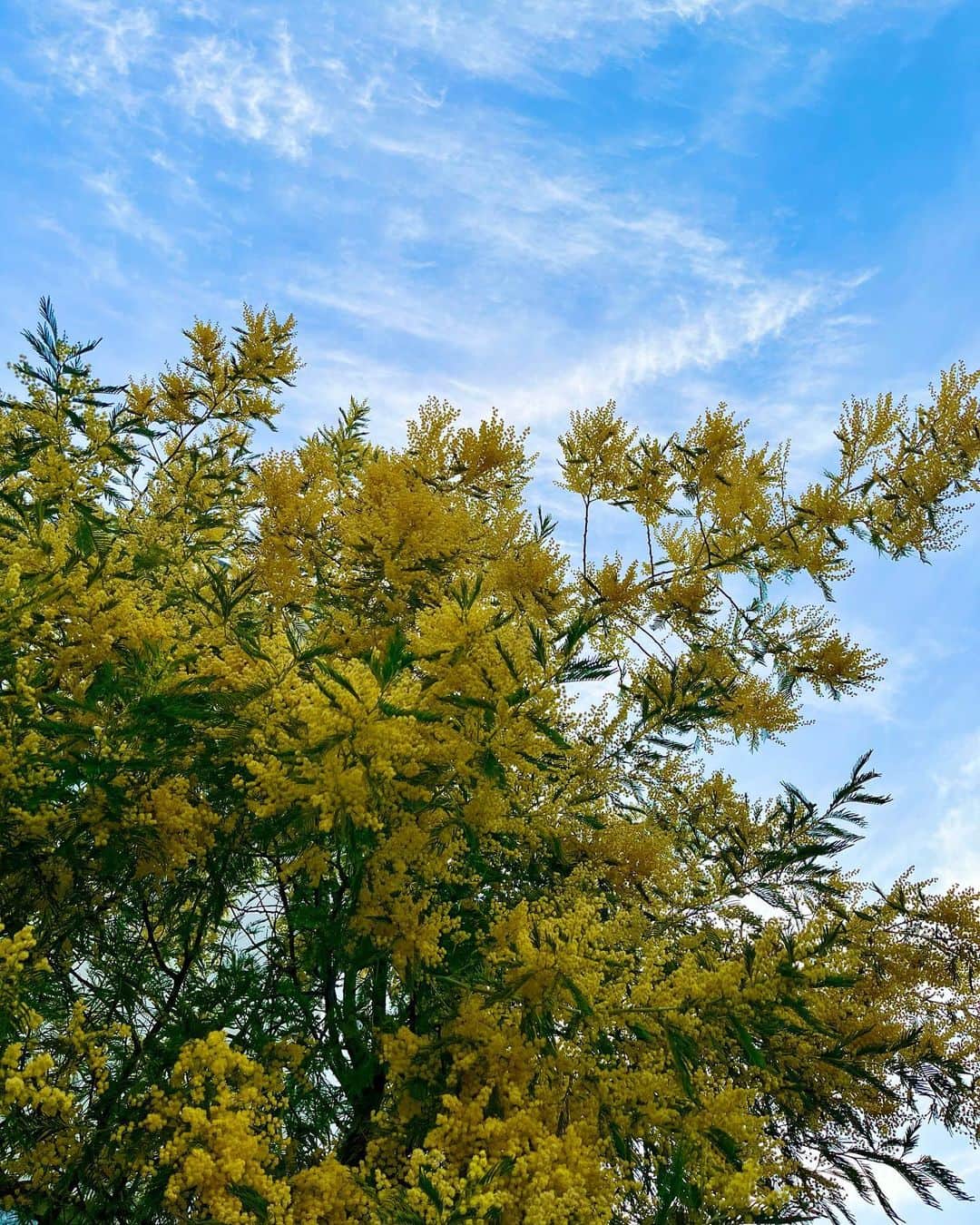 久保亜沙香さんのインスタグラム写真 - (久保亜沙香Instagram)「おはようございます。 暖かくなりそう🌞  #mimosa 🌿🌼  ちょっと。。花粉を連想させるビジュアルだけど…笑 美しくてつい立ち止まってしまうね💛  #ミモザ」3月22日 7時42分 - asaka_kubo