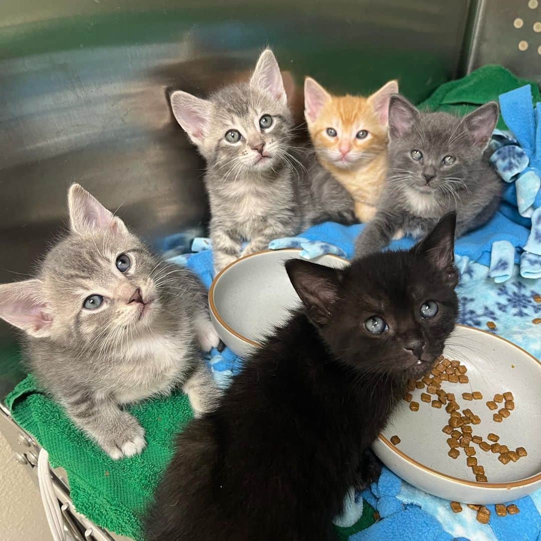 グレース・ビクトリア・コックスのインスタグラム：「hi!!! Are you interested in fostering kittens?? Or cats? With more foster volunteers, @perrys_place_la can save even more kitties! The link in my bio will take you to the foster application ✨🌟💛 if you have any questions about fostering, or want more info before filling out an application, you can send an email to fosters@heavenlypets.org OR you can dm me if you’d like!! :)」