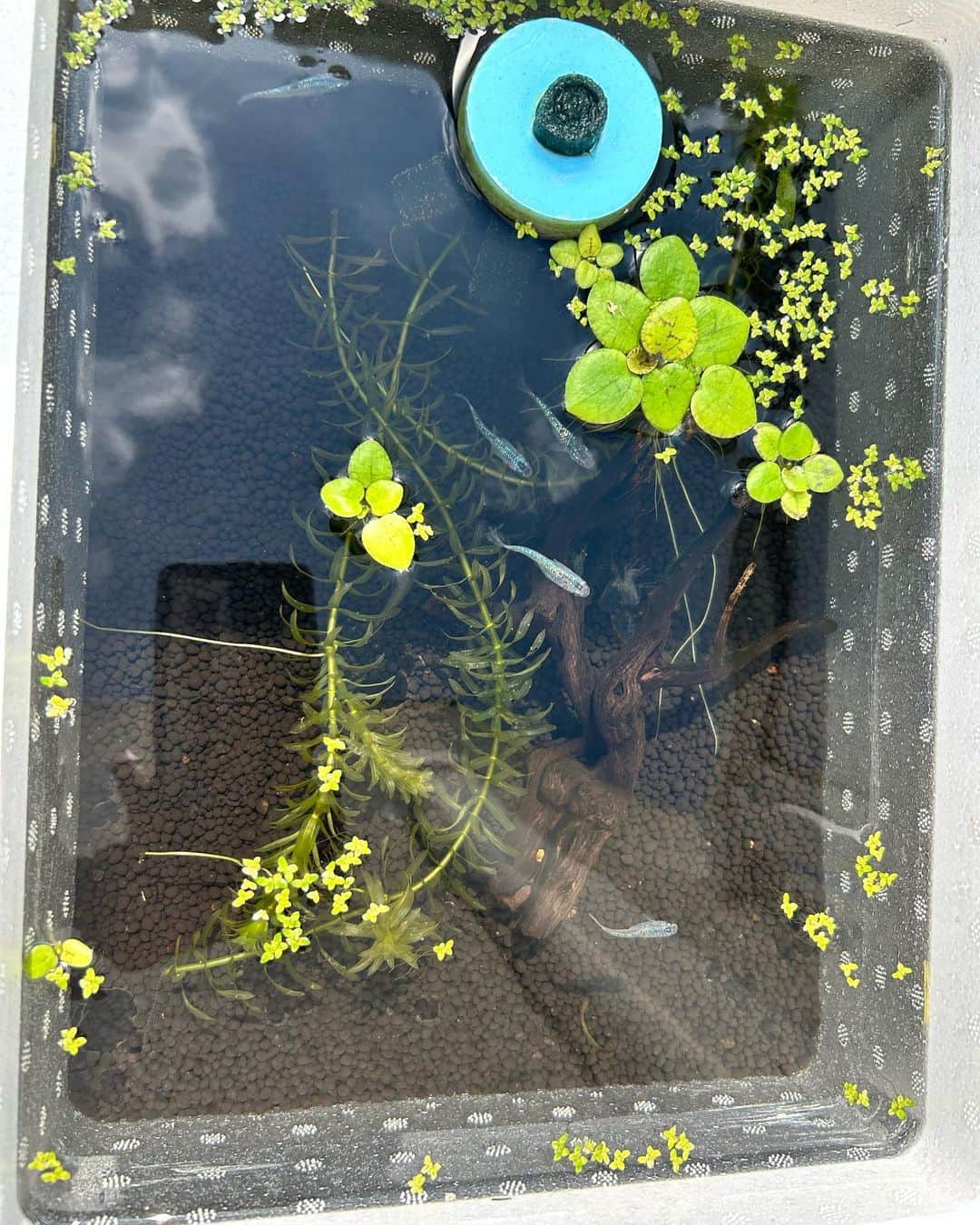 亜生さんのインスタグラム写真 - (亜生Instagram)「ベランダがもうメダカの水槽だらけ！あと２つ水槽あります！ 玄関にも２つ水槽あります！ メダカに本腰入れます！！！  #メダカ #メダカ飼育 #紅白メダカ #オベリスク」3月22日 13時39分 - aseihurricane