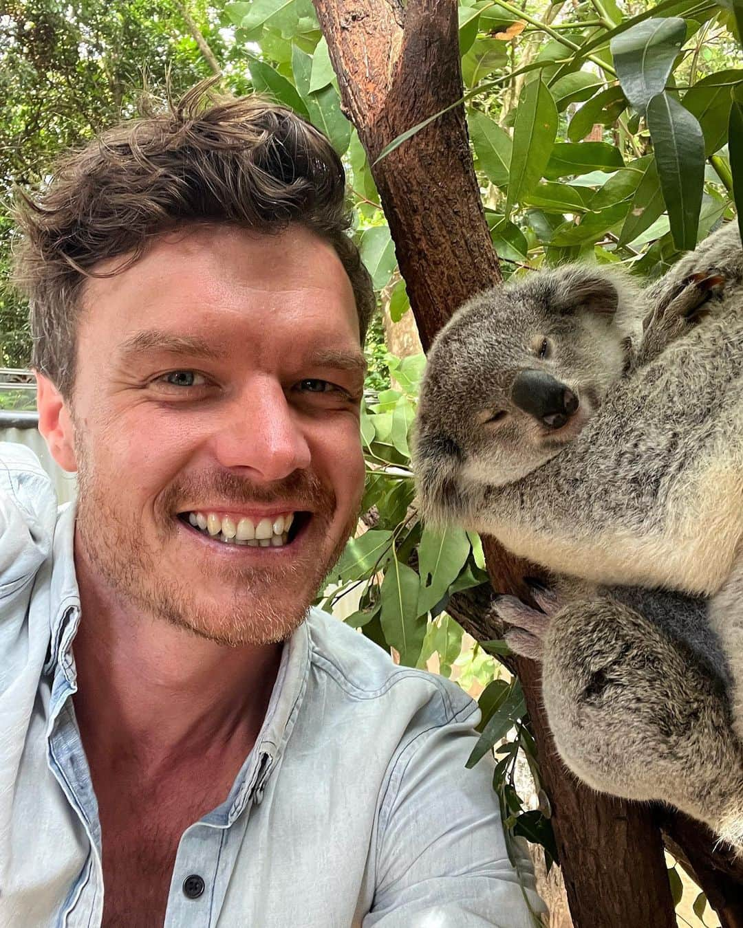 アラン・ディクソンさんのインスタグラム写真 - (アラン・ディクソンInstagram)「Stop cutting down homes 🌳  Regardless of the engagement of this post, my conscious is clear.   Koalas have become my new focus in saving them, so I have to speak on this issue,  So get this…  370 football fields of native forest is cleared every day.[Thats 2.8km2 (1.1sq mi) or a Sydney CBD every 2 days day]  That’s koala habitat, yet did you know that koalas are now endangered in NSW? and NSW government is using taxpayer dollars to deceimate it  Nearly half of it is burned on the forest floor the rest is woodchipped and exported to make toilet paper and cardboard. All for a loss  It’s possible to change this.  But it only applies to people in New South Wales Australia who can vote in the election this week.   So this is political shoutout, as much as young voters don’t care about elections and candidates, hopefully they care about koalas. The point is the current liberal people in power continue native forest logging. Independent candidates and greens are in favour of ending environmental destruction policies and thus protecting the koalas. Vote for independents in your area!  Share this with New South Wales people that are proud of their state and natural beauty.  Learn more about this go to @climate200」3月22日 13時35分 - daxon