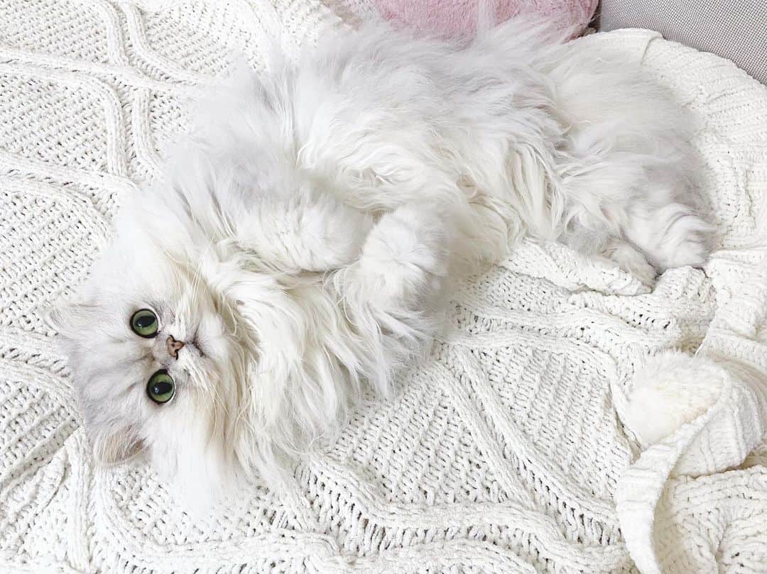 のインスタグラム：「⠀  おはよ♡  暖かくなって来たからか、朝起きてからお留守番中も冬はずっとベッドにいたのに最近はソファーにいることが増えたはなちゃん🐱🛋  ⠀ #はなちゃん  #おはよう #gm #癒し #かわいい #チンチラシルバー #猫 #ねこのいる暮らし #ふわもこ部 #もふもふ #ふわふわ #にゃんすたぐらむ #白い部屋 #ソファー #lovecats #interior #白猫 #cat #pet #chinchillacat #cute #animal #persiancat #kawaii #gato #고양이 #catlover」