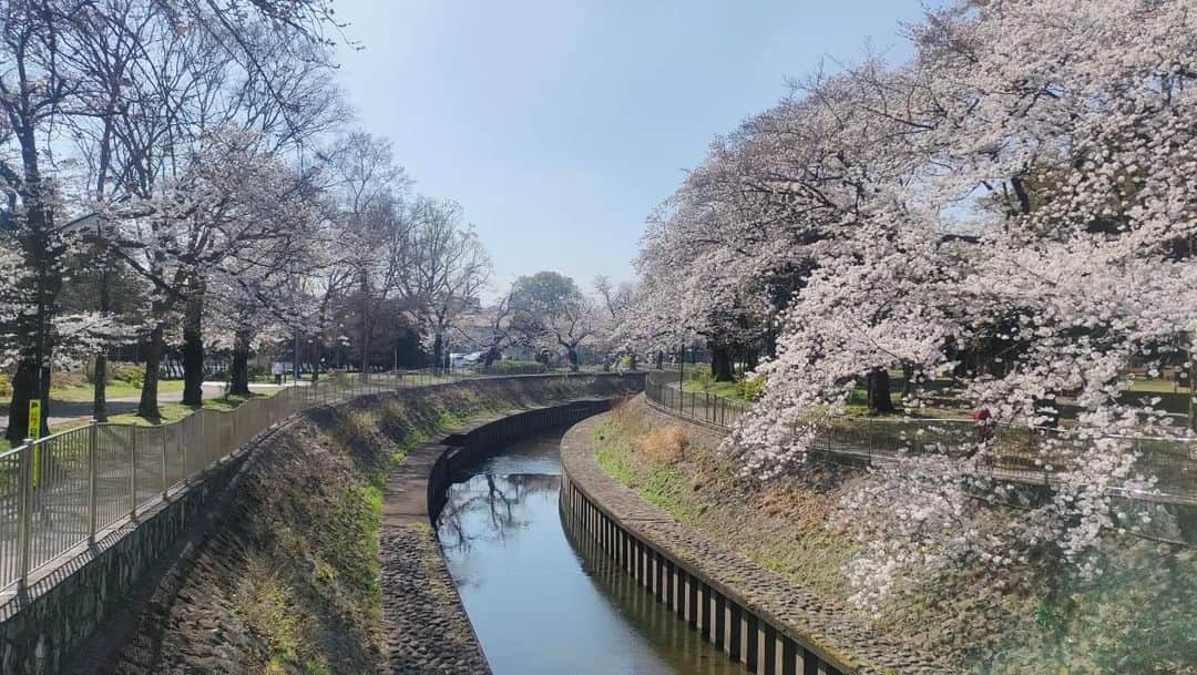 有馬徹さんのインスタグラム写真 - (有馬徹Instagram)「おはようございます。 朝散歩。桜満開寸前。幸せです。今日も皆さんの１日と日本を応援しています。  #朝散歩 #朝のルーティン」3月22日 9時48分 - inuarima