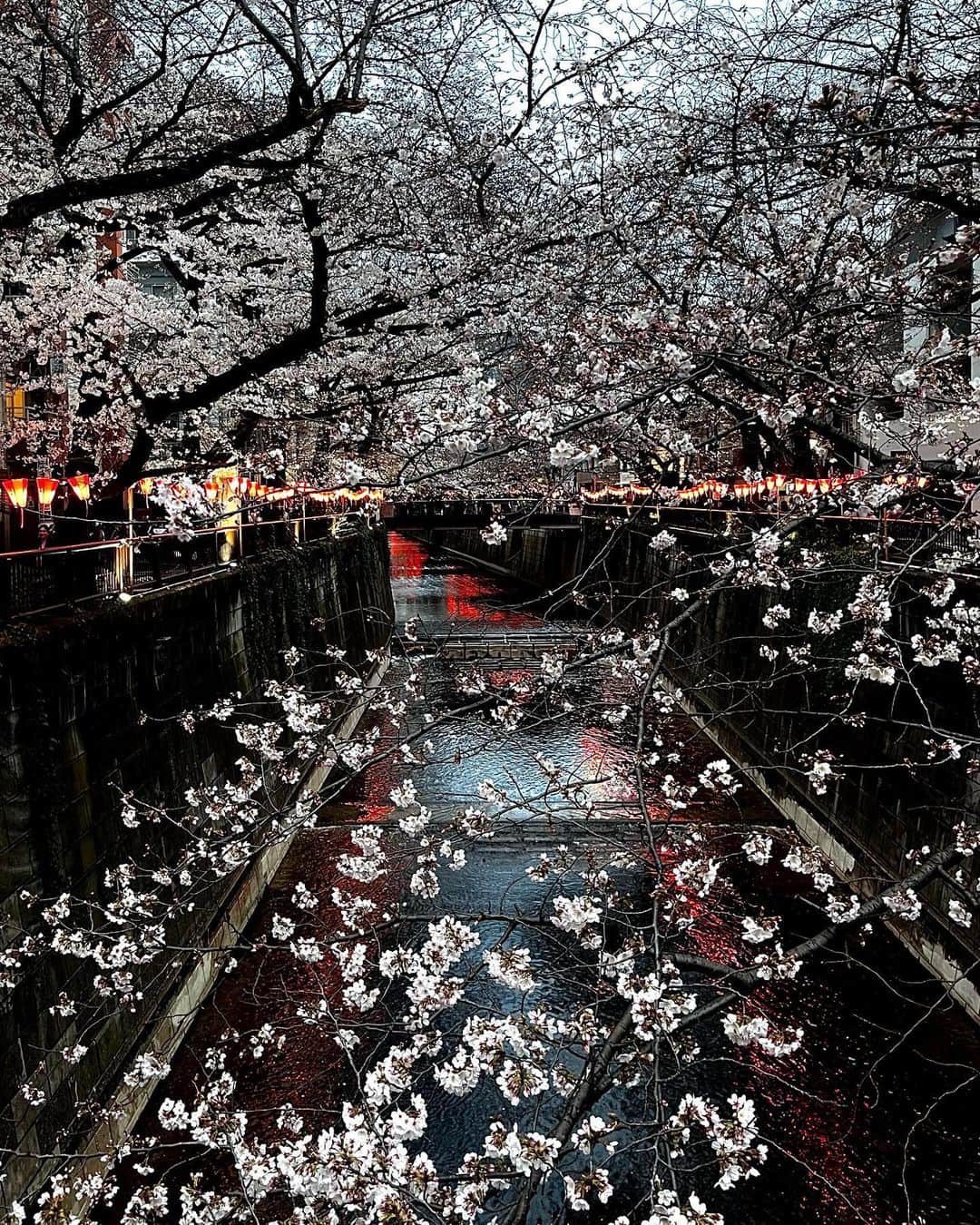 川口レイジさんのインスタグラム写真 - (川口レイジInstagram)「Spring, Tokyo  2023」3月22日 10時25分 - reiji.k.official