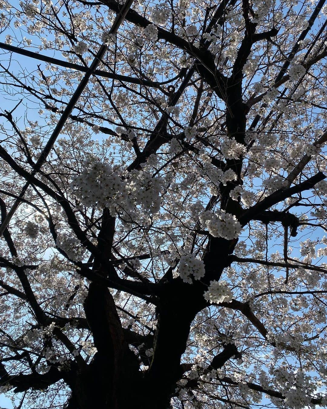 大森はじめさんのインスタグラム写真 - (大森はじめInstagram)「ただいま！ 日本はすっかり春だね〜🌸」3月22日 10時53分 - h.omori