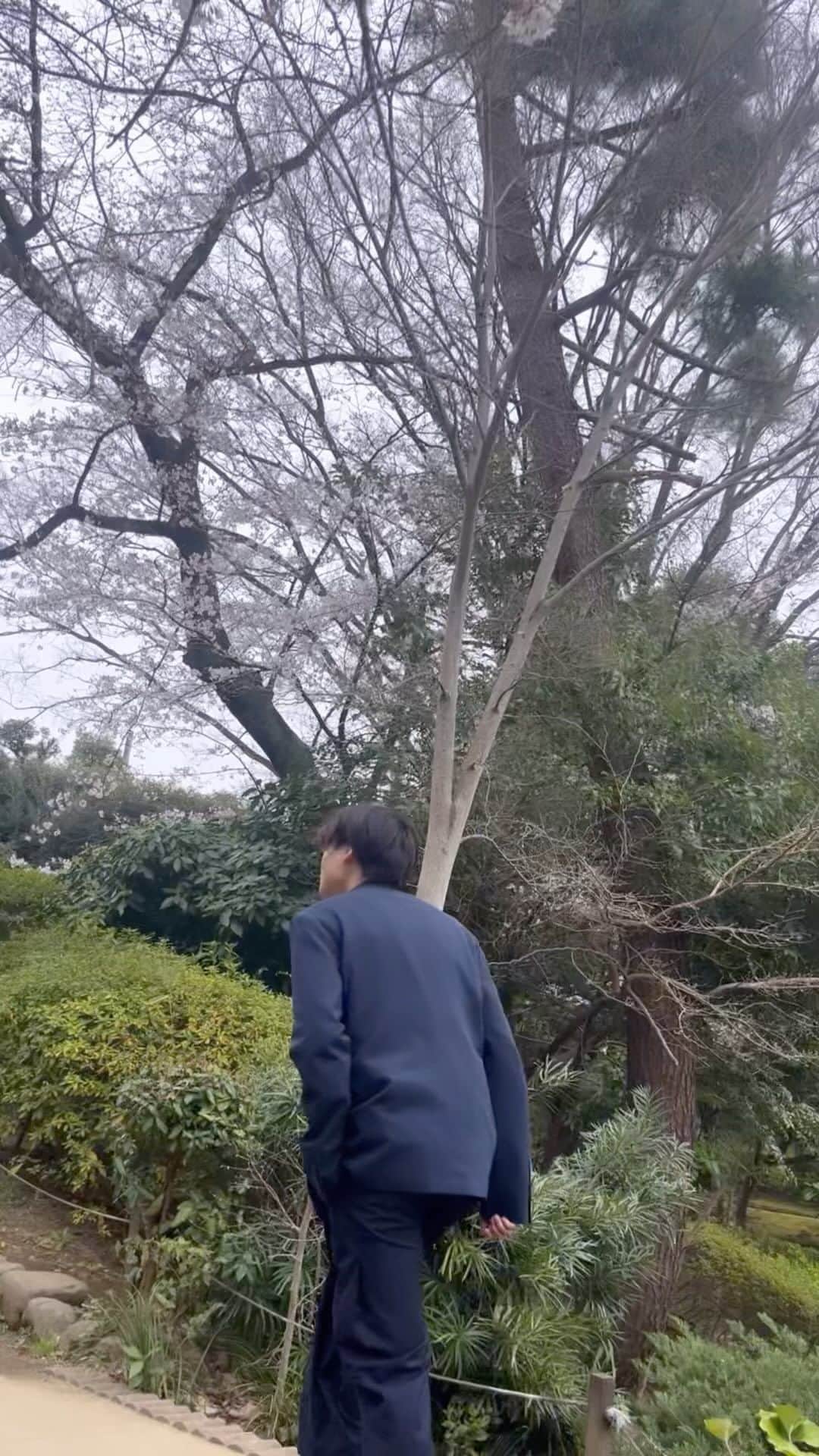 松本大志のインスタグラム：「桜見てきた🌸 物凄く綺麗で心洗われました🙏  桜の下で飲むお酒は幸せすぎました！ 明日から雨だから桜散っちゃいそうで悲しいね😭 今週の土日あたりが満開なのかな？？  #桜　#日本　#おはなみ　#japan  #ootd #お花見セットアップ」