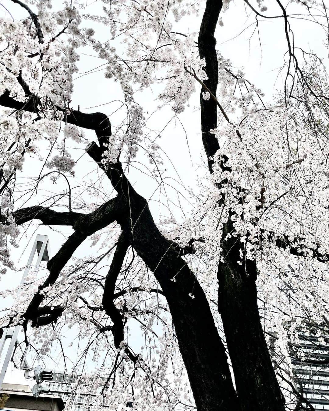 ヤマト（はやぶさ）のインスタグラム：「#はやぶさ #桜 #名古屋 #写真が下手過ぎて #真っ白 #満開 #そろそろ」