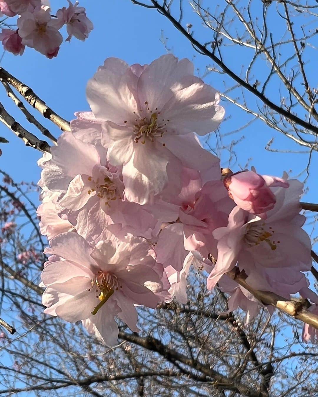 うさゆいさんのインスタグラム写真 - (うさゆいInstagram)「.  急遽お母さんが来て、しんどいのに外に出され、大阪城にお花見に連れてかれました🙄 めっちゃ良い天気ですごい気持ちよかった✨️ 桜は満開ではなかったけど結構咲いてました！ 綺麗かった🌸*･ 早く風邪も治る気がする🤧 さんきゅう😮´-    #大阪城  #母娘デート  #さくら」3月22日 22時43分 - kkyuu_618