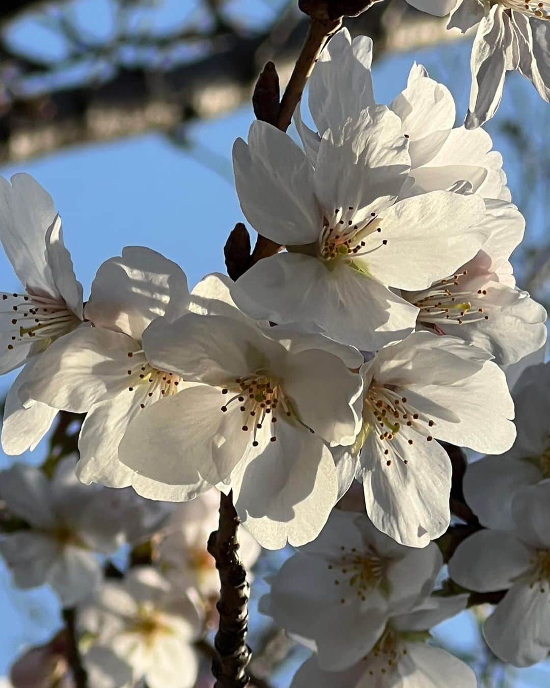 うさゆいさんのインスタグラム写真 - (うさゆいInstagram)「.  急遽お母さんが来て、しんどいのに外に出され、大阪城にお花見に連れてかれました🙄 めっちゃ良い天気ですごい気持ちよかった✨️ 桜は満開ではなかったけど結構咲いてました！ 綺麗かった🌸*･ 早く風邪も治る気がする🤧 さんきゅう😮´-    #大阪城  #母娘デート  #さくら」3月22日 22時43分 - kkyuu_618