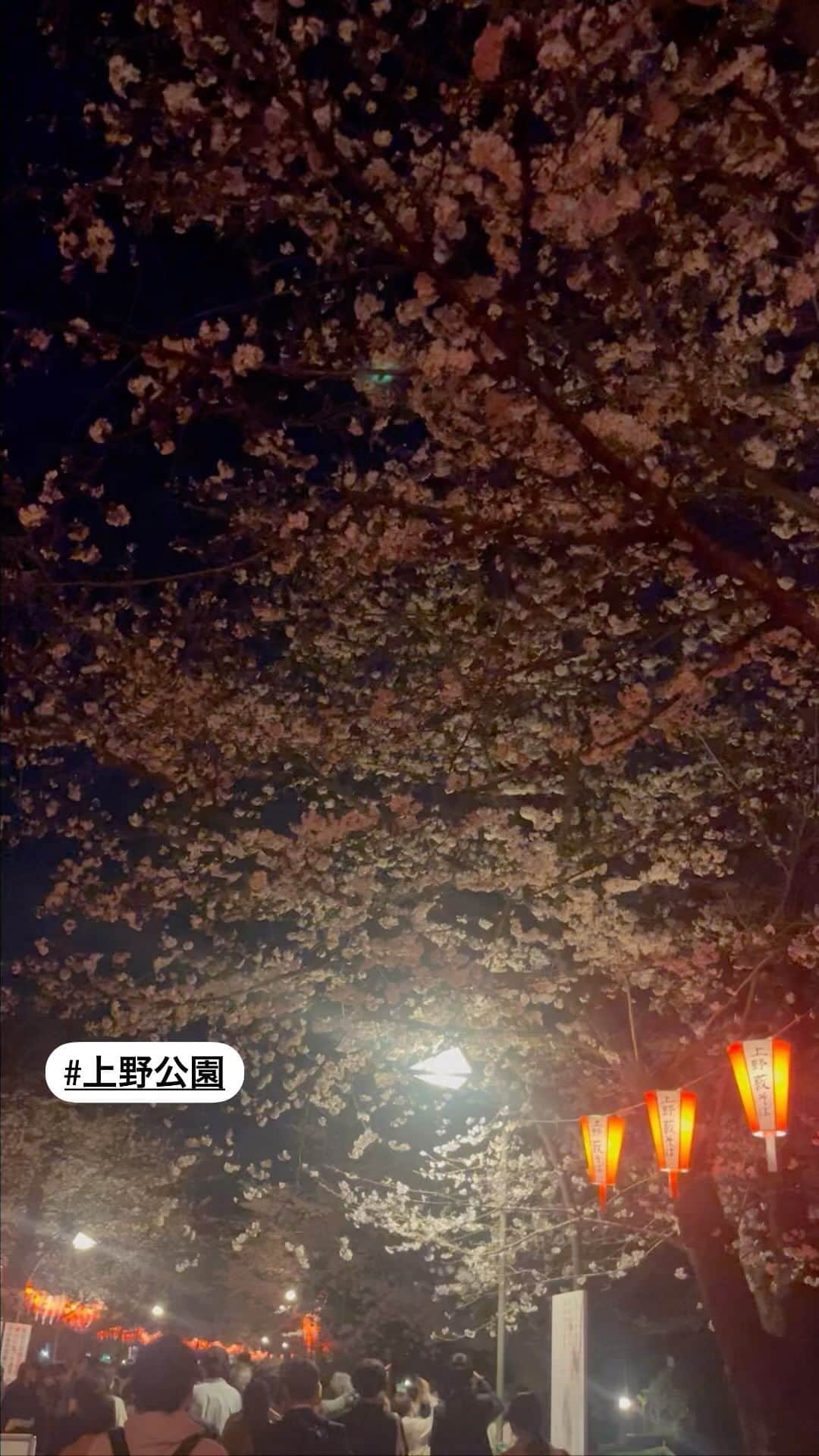 渋谷飛鳥のインスタグラム：「#都内 の　#お花見スポット を探している方に🌸 上野公園の夜桜は 満開ちょっと手前って感じでした🥰  #上野公園　#上野公園の桜 #夜桜ライトアップ #東京桜スポット #東京桜 #上野 #上野駅 #夜桜 #散歩の風景」