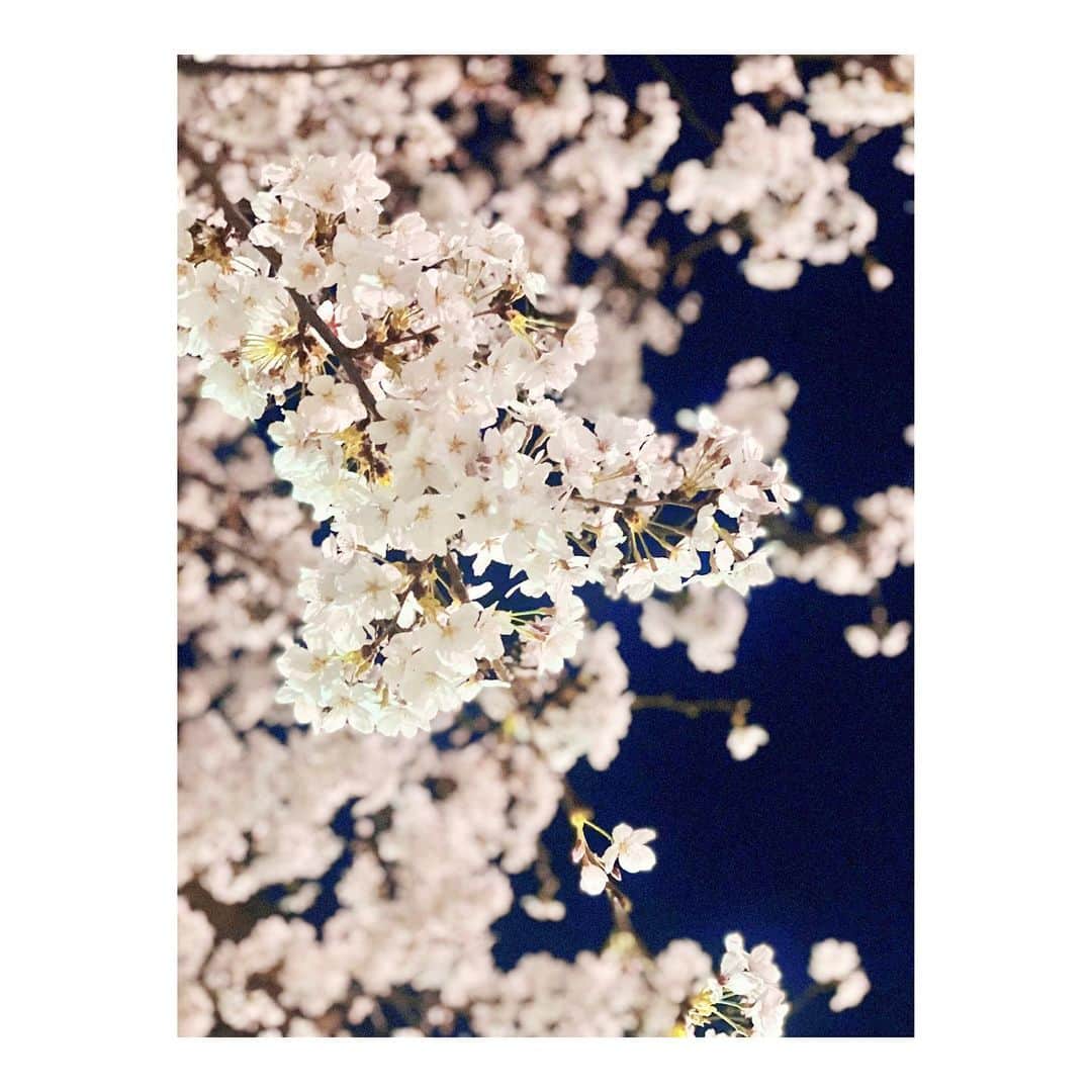 MINAのインスタグラム：「. Cherry blossoms are blooming in Japan now🌸 It's very beautiful:) . スタジオ帰りに📸 夜桜みれた！！嬉しいな＾＾ インスタにも載せるね🌸」