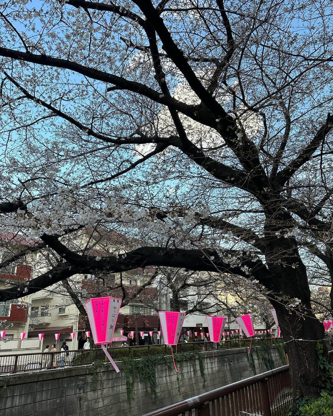 早川茉希さんのインスタグラム写真 - (早川茉希Instagram)「☕️✖️🌸  先日、目黒川沿いの桜も 見に行ってきました😆🌸  まだ咲き始めでしたが、なかなかの人😳 今は満開のようですね🌸🌸🌸  フラッと入ったお店に なんと桜が咲いていて 店内でお花見気分を味わえました😆🌸  豊富なクラフトビールも楽しめて わんちゃんOK🐶 可愛い子達がたくさんいて 癒しの空間でした😍🐕‍🦺💕  #中目黒 #中目黒カフェ #お花見カフェ #わんちゃんok #東京カフェ #クラフトビール #ラテも美味しかった #義妹とデート💓 #たくさんおしゃべりできて楽しかった #またお出かけしようね😍」3月22日 21時31分 - maki_hayakawa