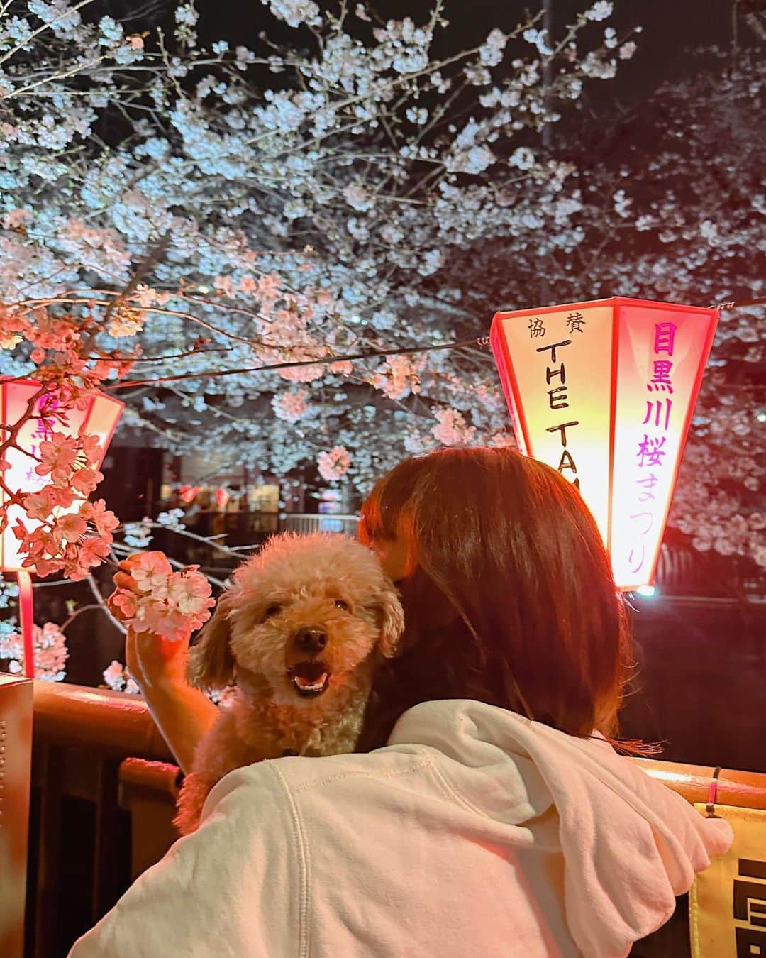 熱田久美さんのインスタグラム写真 - (熱田久美Instagram)「@kuumi1125 ←花より団子アカ🍡‎🤍  ------------------------------------  東京では平年より9日早く、昨年より5日早く桜が満開に。 桜きれいだった…  と、そんな今日ですが WBCー！日本優勝✨🥇🏆✨  今日は仕事の合間で聞いてたから、ちゃんと観れてないけど 最後はしっかりとおさえて…ほんとすごかった。  テレビ観て応援していただけだけど 勉強になること、たくさんあった。  いち視聴者だから真意は分からないけど、監督の一つ一つの決断の背景とか。選手の気持ちとか。  すべてはみんなが同じひとつのゴールに向かって進み続ける情熱。考えるほどぐっと来るものばかりで🥺  準決勝の試合後のインタビューで 大谷選手の「必ず塁に出ると決めていた」 というのを聞いて、わたしはハッとさせられました  思っていたのではなく 《決めていた》っていうところに ただならぬ覚悟を感じたし、ただただすごい。  ハラハラした展開もあったけど 結果すごくパワーを貰った🔥  何かを行動するときは責任をもって、 直感を信じること  あきらめない気持ちが、本物にする！  みんなはどうだった？✊  .....k.u.u.m.i.1.1.2.5.................................. いいね・コメントありがとうございます。 フォローはこちらから☞ @kuumi1125 ‎✿  忘れないように【保存】もしてね🔖☝️ 後で簡単にカフェ情報を振り返れます。 ...............................................t.a.g.........  #花より男子 #くぅかふぇ #くみほ #カフェ好き女子 #カフェ好きな人と繋がりたい #東京カフェ巡り #東京カフェ部 #東京カフェ #東京カフェめぐり #中目黒 #目黒川 #目黒川の桜 #目黒川桜まつり #目黒川沿い #なかめ #お花見 #花見スポット #夜桜 #花見🌸 #トイプードル男の子  #わんことお出かけ #いつも一緒 #ライトアップ #桜ライトアップ #侍ジャパン #wbc優勝 #感動をありがとう  ..........................................................................  ‪・わんこアカウント→ @evestagraam 🐶 ‪・ダイエットアカウント→ @kuumidiet 🐷 ‪・ゴルフアカウント→ @kuumi_golf ⛳️」3月22日 21時34分 - kuumi1125
