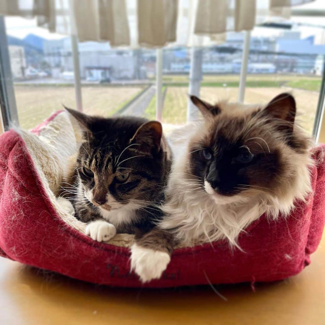 takegaeruのインスタグラム：「お揃いのおてて出しポーズできゃわたんなこと😘  #cat #猫 #ragdoll #ラグドール #ホワイトポッチーズ #よもねこ #よもぎねこ #キジトラ #きじとら」