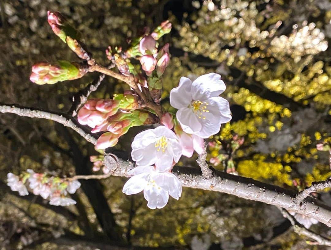 キャシー・リードさんのインスタグラム写真 - (キャシー・リードInstagram)「毎日、仕事帰りに必ず東寺の前を通ります。車から見える景色はいつも美しいのですが、今回は美しい桜を見るために立ち寄らせていただきました。3月は私にとって一番大変な月ですが、この美しい桜を見ると、いつも幸せな気持ちになります🌸 Every day, on my way home from work, I always pass by Toji Temple.  The view from the car is always beautiful, but this time I stopped by to see the cherry blossoms.  Every year, March is the hardest month for me, but seeing the beautiful Sakura always calms my heart and helps me through🌸」3月22日 21時44分 - cmr2070