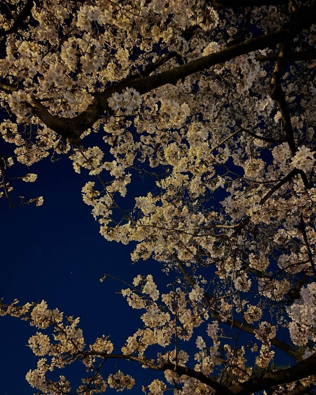 まめだのインスタグラム：「⁡ 夜の桜、昼の桜 今日も撮影お疲れ様でした🌸」