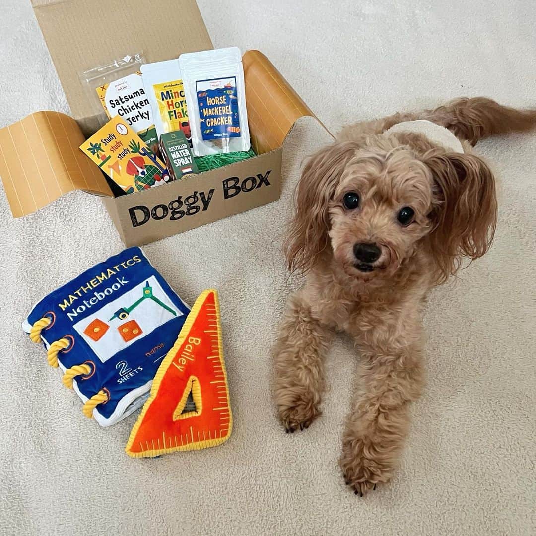 大和屋穂香（ほのちぃ）さんのインスタグラム写真 - (大和屋穂香（ほのちぃ）Instagram)「📔✏️📐🧩 @doggybox_jp   今月も大喜びな愛犬ちゃん よかったね〜、🤍🤍」3月22日 21時50分 - honochii0919