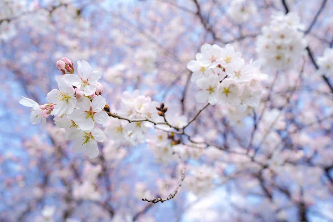 白井ゆかりさんのインスタグラム写真 - (白井ゆかりInstagram)「.. 地元の権現堂桜堤にいってきました🌸  思っていたより咲いてくれていて、青空と桜が一緒にみれてよかったです💙  #桜のあるくらし2023 #ウェザーニュース #権現堂 #幸手権現堂桜堤」3月22日 21時59分 - yukari_shirai625