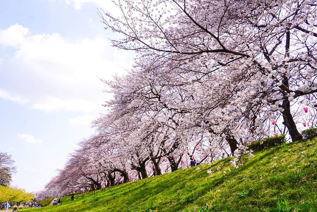 白井ゆかりさんのインスタグラム写真 - (白井ゆかりInstagram)「.. 地元の権現堂桜堤にいってきました🌸  思っていたより咲いてくれていて、青空と桜が一緒にみれてよかったです💙  #桜のあるくらし2023 #ウェザーニュース #権現堂 #幸手権現堂桜堤」3月22日 21時59分 - yukari_shirai625