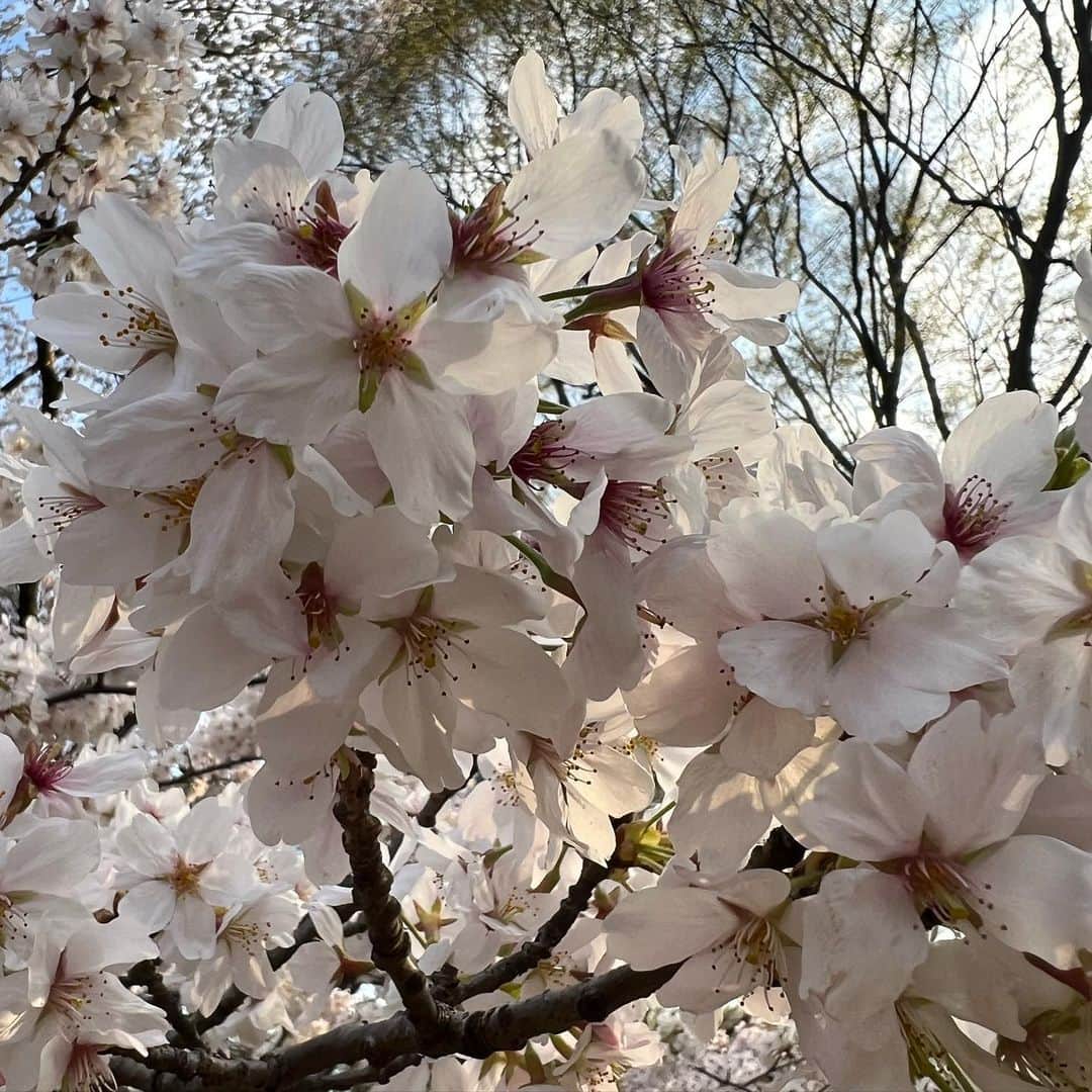 白井眞輝さんのインスタグラム写真 - (白井眞輝Instagram)「満開ですな。 花粉も全開です。」3月22日 22時08分 - masakishirai_alexandros