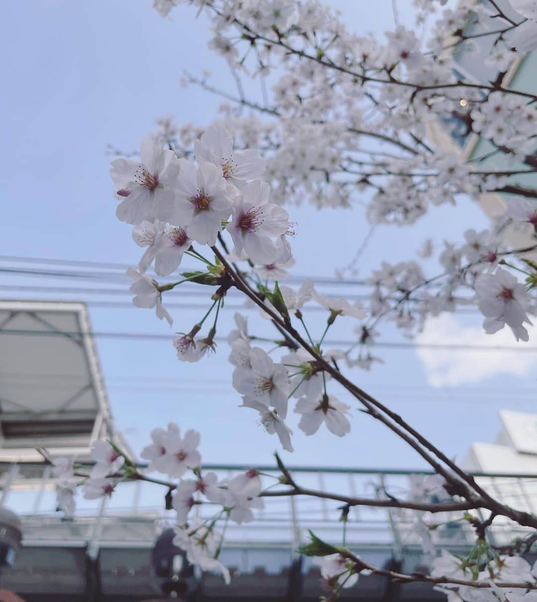 安めぐみさんのインスタグラム写真 - (安めぐみInstagram)「桜が満開になってきましたね🌸 そして椿の花のじゅうたんが綺麗でした🌺✨  #桜 #桜のはなびら  #椿の絨毯 #WBC優勝🏆 #世界一おめでとうございます⚾️🥰」3月22日 22時31分 - yasu_megumi_official