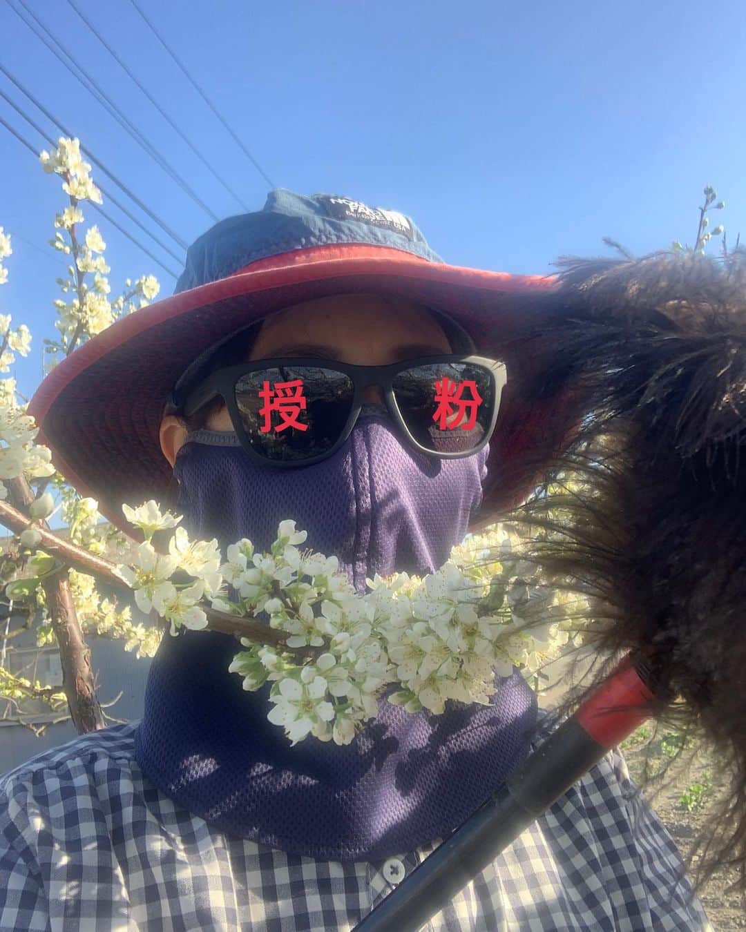 浅利そのみさんのインスタグラム写真 - (浅利そのみInstagram)「え？！きょうは夏ですか？！  というくらいポカポカだった 南アルプス市。  午前中は、ナレーションのレッスン→ 畑のパトロール（まだすもものお花は1分咲きくらい）→WBCの8回から見始める（侍JAPANおめでとうございます！）  午後、桃の花を摘んで戻ってくると、、、  おーい！すももさーん！ いきなり7分咲きとかびっくりなんですけどー！！ 午前中は数輪だったじゃーん！！  明日明後日の雨予報も心配なので、 そこから慌てて授粉作業へ。  こんな感じで、花の咲き具合いやお天気を見ながら動く日々。  （なので、なかなか予定を組めずにすみません、、、）  #浅利農園 #すもも #スモモ #大石 #授粉 #農作業 #山梨 #南アルプス市 #農業女子 #やまなし農業女子 #フリーアナウンサー #浅利そのみ #やまなし大使 #さぁ今シーズンも始まるよ #thenorthface #ヤケーヌ #goodr #農家もgoodr」3月22日 22時30分 - asarisonomi