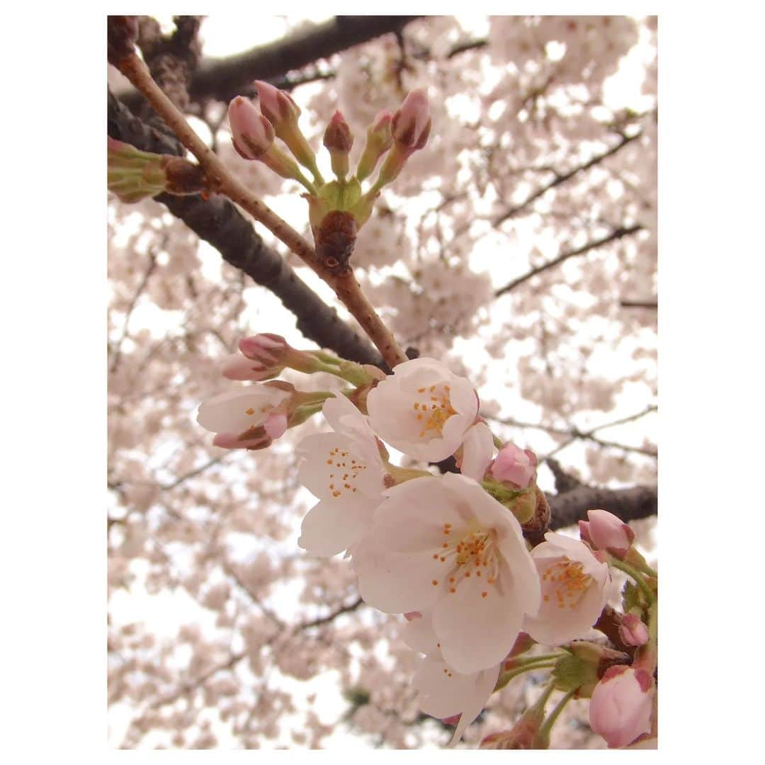 花村怜美のインスタグラム：「#桜 #さくら #サクラ #桜花 #花 #植物 #自然 #春 #好き #sakura #cherryblossom #flower #flowers #flowerstagram #nature #plants #spring #tokyo #japan」