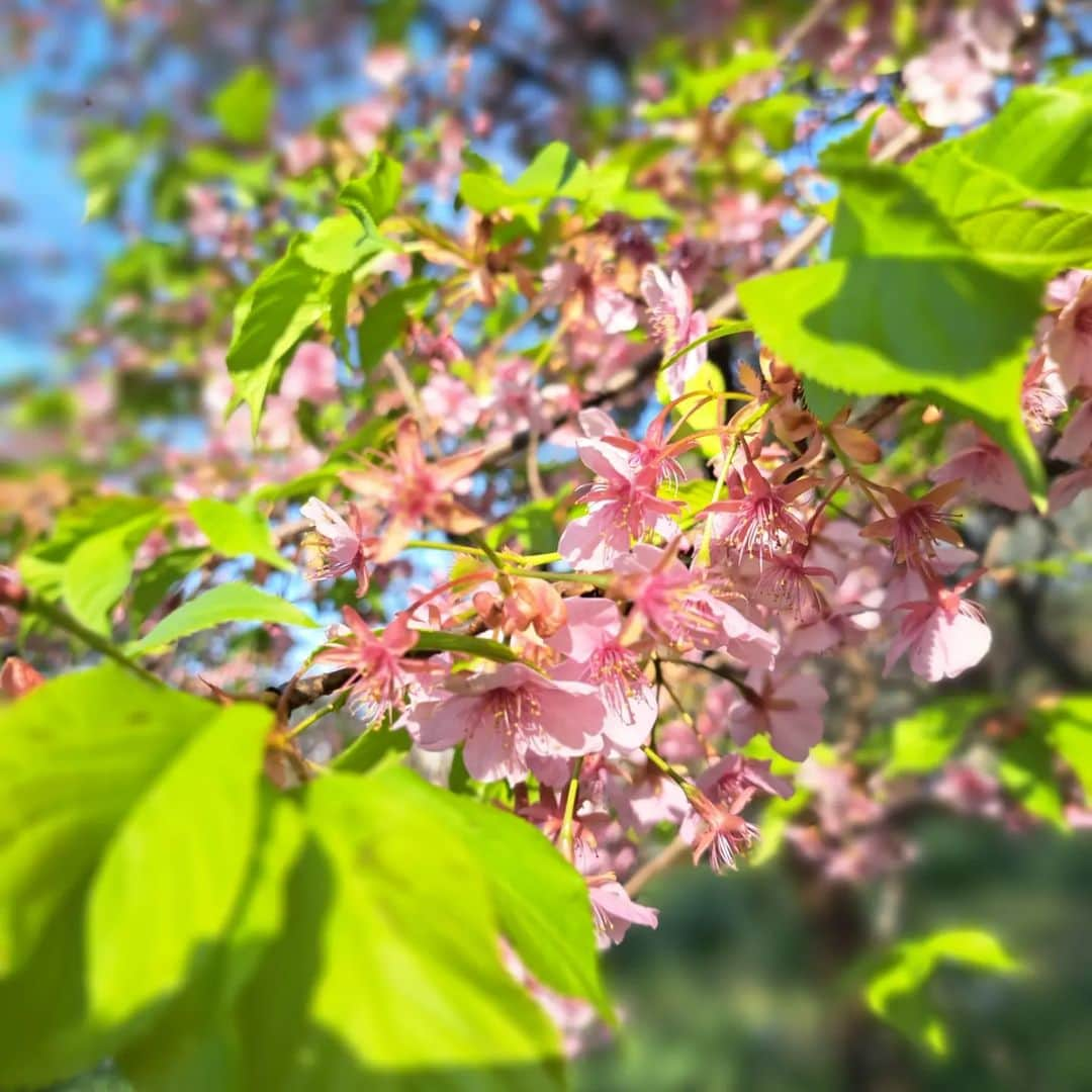 佐々野愛美さんのインスタグラム写真 - (佐々野愛美Instagram)「.⁡ ⁡.⁡ ⁡春ですね⁡🌸 ⁡⁡ ⁡#spring #春 #自然 #花 ⁡ ⁡#ファインダー越しの私の世界 ⁡ ⁡#カメラ女子 #カメラ好きな人と繋がりたい #カメラ散歩 ⁡#ささみカメラ ⁡#フォローミー #タレント ⁡ ⁡.⁡ ⁡.」3月22日 13時50分 - ami_sasano