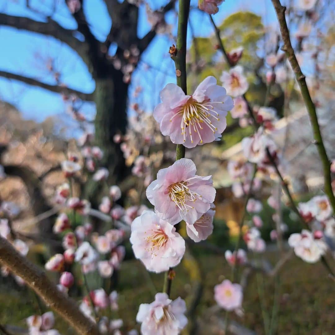 佐々野愛美さんのインスタグラム写真 - (佐々野愛美Instagram)「.⁡ ⁡.⁡ ⁡春ですね⁡🌸 ⁡⁡ ⁡#spring #春 #自然 #花 ⁡ ⁡#ファインダー越しの私の世界 ⁡ ⁡#カメラ女子 #カメラ好きな人と繋がりたい #カメラ散歩 ⁡#ささみカメラ ⁡#フォローミー #タレント ⁡ ⁡.⁡ ⁡.」3月22日 13時50分 - ami_sasano