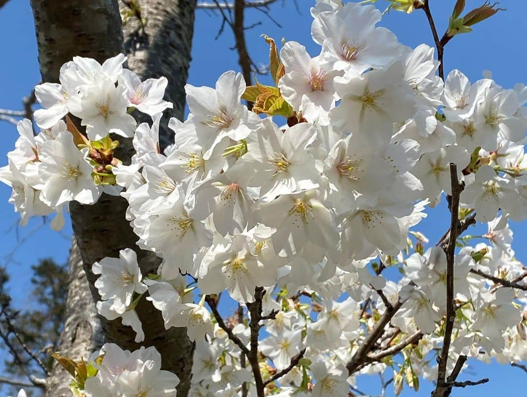 蒲生麻由さんのインスタグラム写真 - (蒲生麻由Instagram)「ハイキング日和🌸 明日から天気が悪そうなので、今日のうちに日光浴🌼 (1枚目の写真は息子が撮ってくれました📸)  夏は蛍鑑賞もできるこの緑地。 近所にこんな場所があるなんて… 子供達にとっては最高です🌷 改めて良いところに引っ越したなぁと実感^_^  さて、さて。明日から雨の中、 どうやって春休みをすごそうか…💦  #mamalife #海辺の暮らし  #山もあるよ #自然豊かな場所 #自然と共に暮らす  #近所にこんなところが  #移住して良かった  #育児環境最高」3月22日 13時59分 - mayugamo_lamana