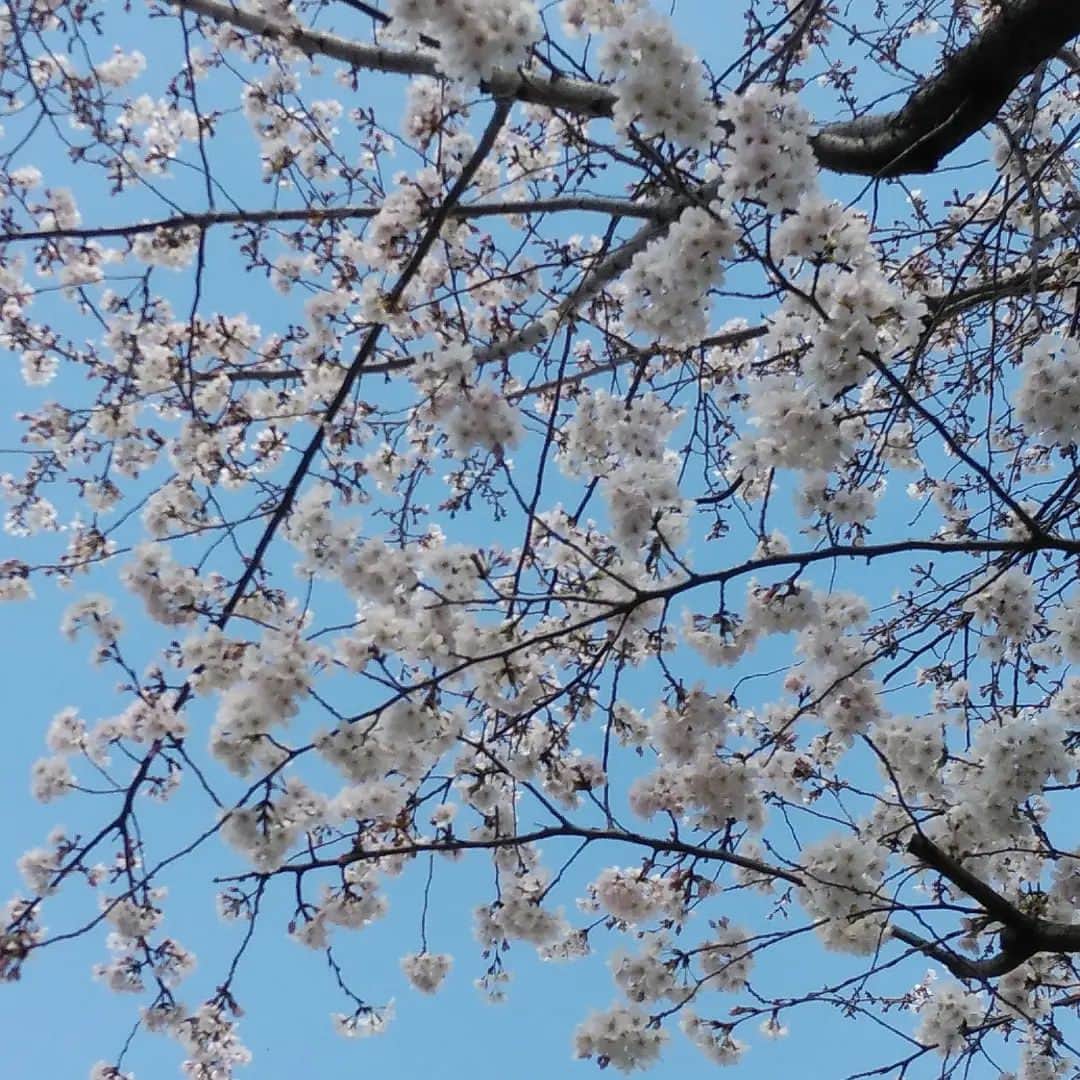 若狭たけしさんのインスタグラム写真 - (若狭たけしInstagram)「今日はいい天気なので靴を下ろしました。桜も青空に映えます。 #桜 #nike」3月22日 14時29分 - takeshi_wakasa