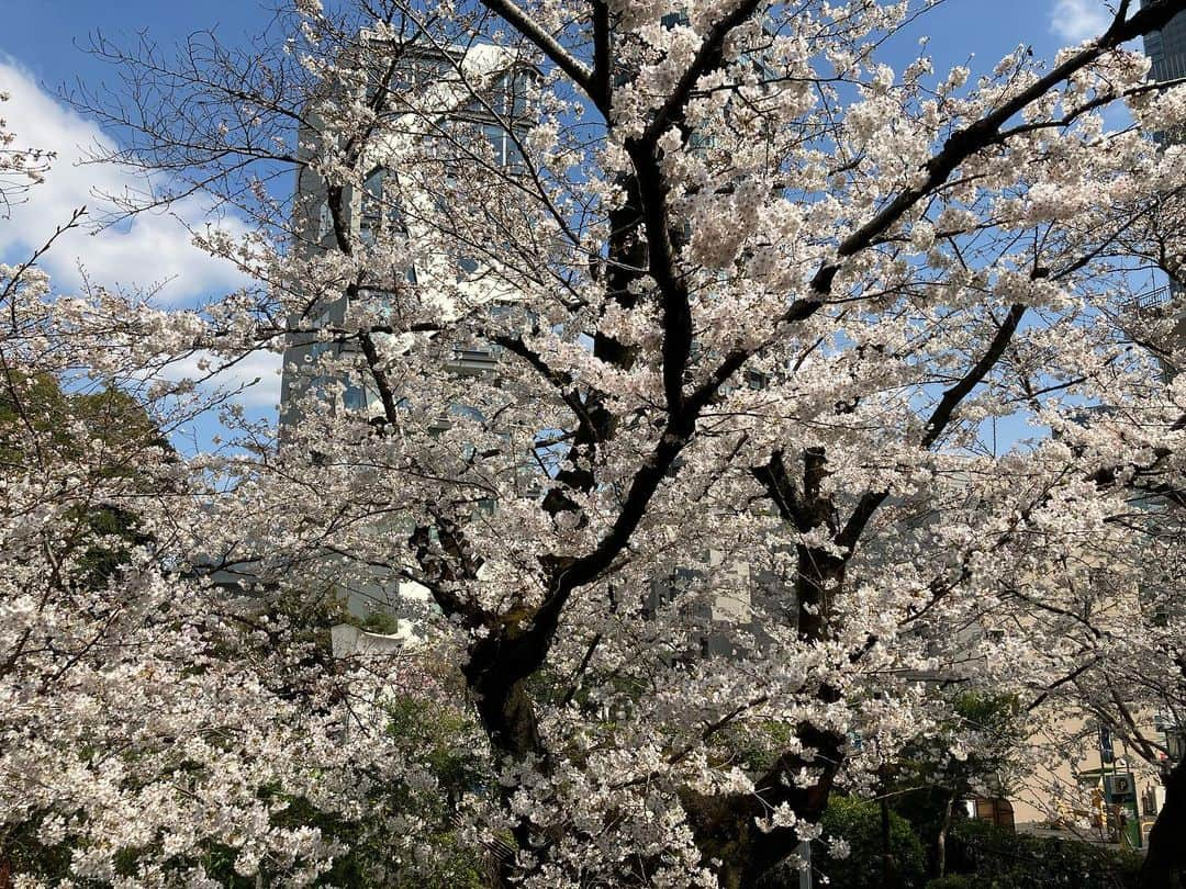 渡辺喜美さんのインスタグラム写真 - (渡辺喜美Instagram)「桜咲く🌸侍ジャパン🇯🇵 世界一奪還❗️ 大谷さ〜ん、シビレたよ〜❣️」3月22日 14時49分 - yoshimiwatanabe443