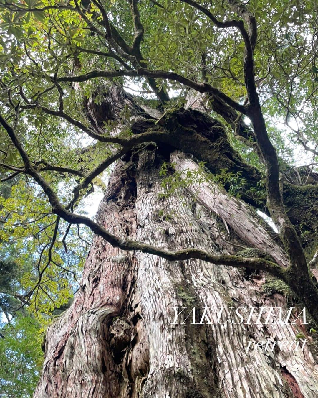 RiRiのインスタグラム：「【5/27〜30 屋久島Retreat Tour🌿】  昨日、宇宙元旦である春分の日を迎え 自然界においての新たな新年がスタートした 新月の本日🌏🙏✨  陰の秋冬が終わり、 陽の春夏をこれから楽しめる時期🤍  植物達も、秋冬の陰の耐える時期を持ち堪え、 春を迎えて、陽の外に向き、新芽が顔を出す季節🌱  プリプリな新芽のピュアで純粋なエネルギーを 自然界でたくさん見られて、心躍るシーズンで りーが一番好きな季節です🥺  今回は、春になり高山植物の珍しいお花達が 私を見て〜と顔を出す季節なので、 美しく咲くお花達を見に行くトレッキング⛰や、 太陽のエネルギーを存分に浴びれる deep森林浴セラピー🧘🍃、 屋久島の自然の中で浴びれる ヒーリング楽器を使ったサウンドバス🥣など 春にピッタリな内容にしました🤍  森林セラピーや、サウンドバスなどの ヒーリングや、自然との調和を感じられる内容は、 陰の秋冬の季節だと、寒さによって身体の硬直や、 自分を守る本能が強くなり、意識が内に向きやすいので 組み込んでいなかったのですが、 春の陽の季節になり、意識が外に向きやすいので、 心と身体の解放と共に、 その心地良さを味わってもらおうと 5月にピッタリな内容で組み立てました〜✨  屋久島の自然の中でのサウンドバスは、 最高すぎる事間違いなしなので 自分が今から心躍りすぎております😂🌿  暖かくなってきて、外でポカポカしながら 自然の音や、ヒーリングセッションで ゆっくりくつろげる時間を。。。🤍  是非、皆様のご参加をお待ちしております☺️  ご参加希望の方は、 2枚目のQRコードから公式LINEに 必要事項をご明記の上、ご予約ください🧚🏻‍♂️🎶  また、このお日にち以外での 個別のプライベートツアーや、 ガイドさんのご紹介なども行なっておりますので、 併せてQRコードの公式LINEへ お問い合わせ下さいませ🍃  #屋久島 #yakushima #retreat #retreattour」