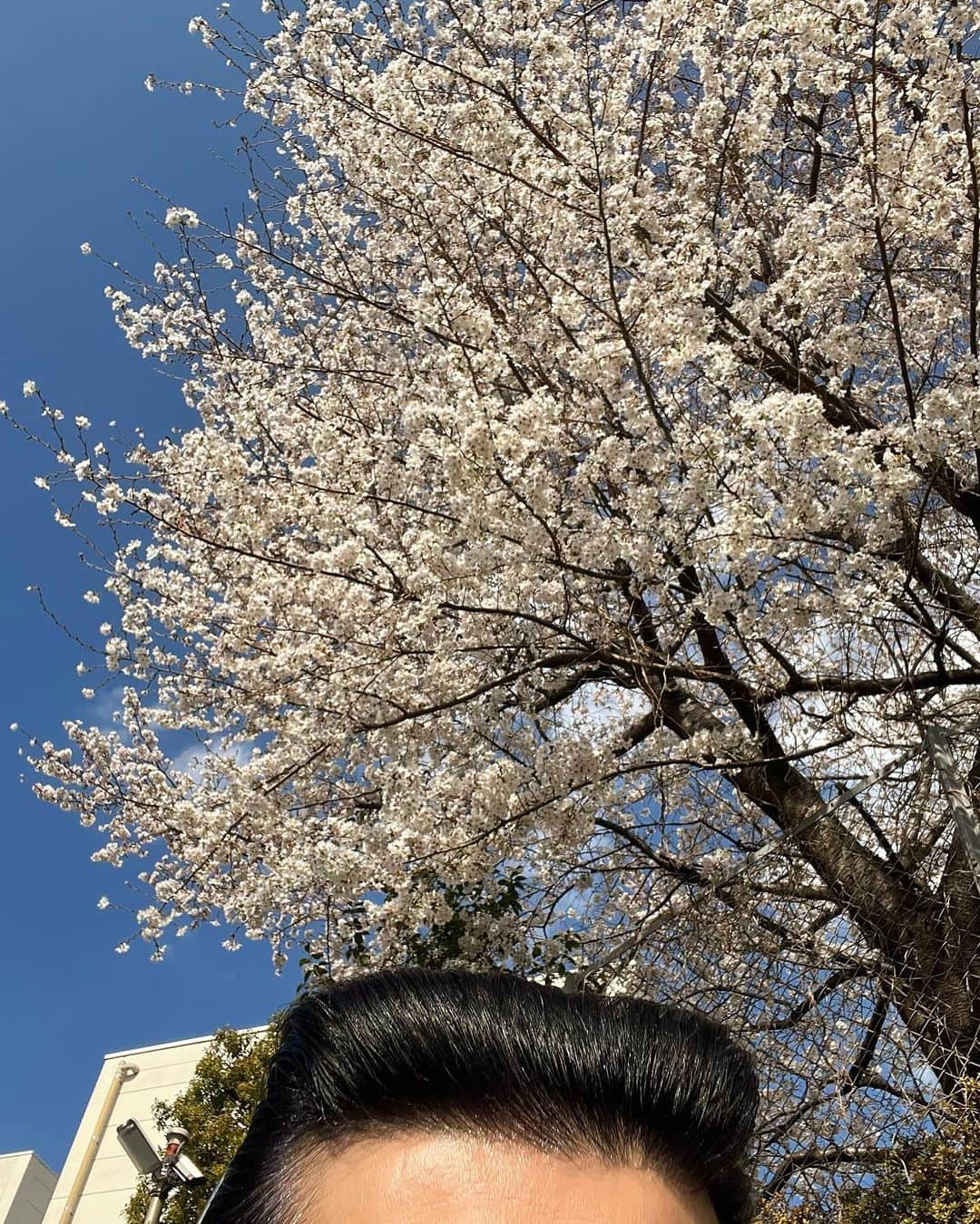 盛岡豊のインスタグラム：「撮影の合間に桜を愛でてます🌸」