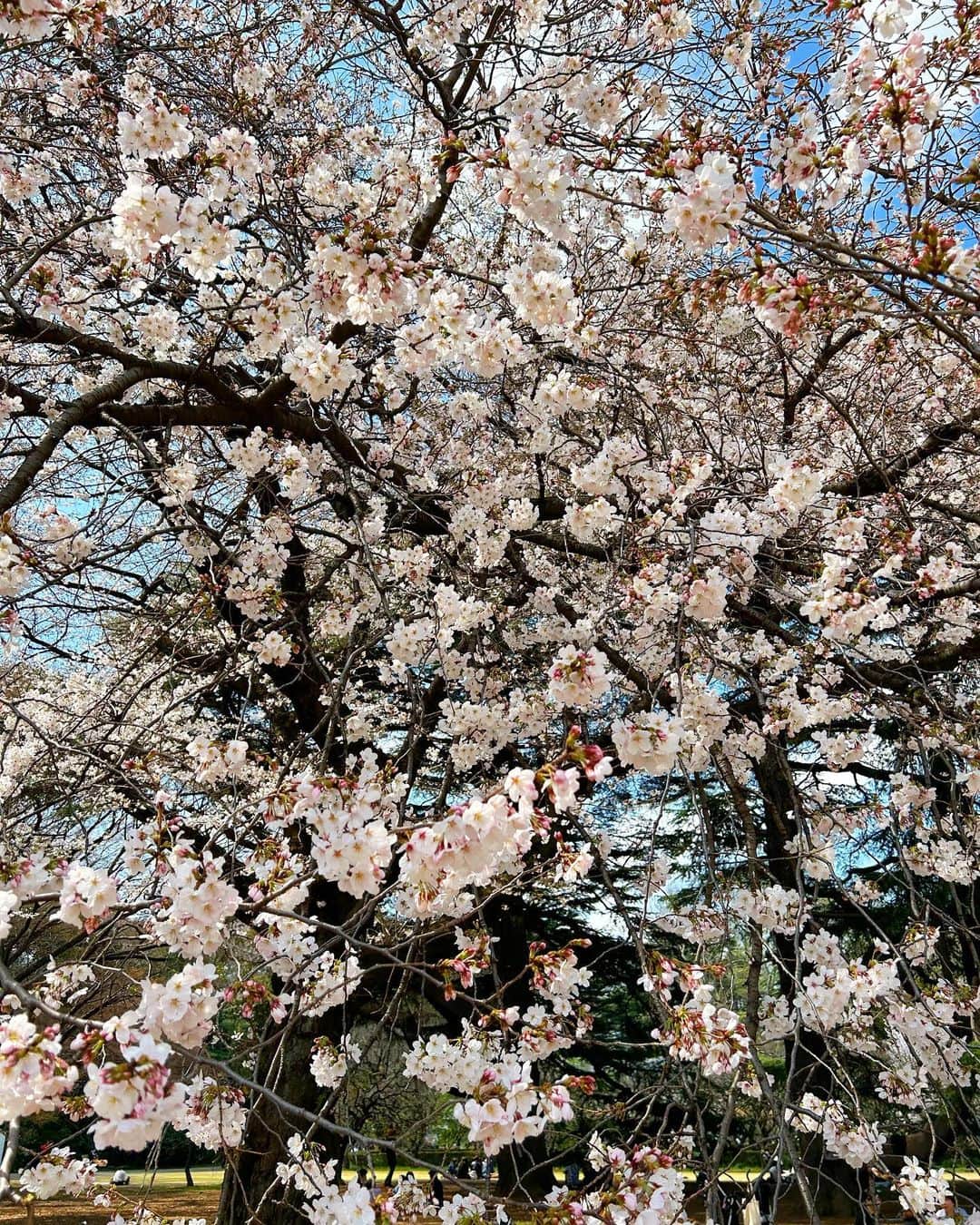 神志那結衣さんのインスタグラム写真 - (神志那結衣Instagram)「新宿御苑にお花見に行ってきたよ🌸･゜ﾟ･*  春休みだからか人が本当に多くて 並ばないと入れなかった！  満開でとっても綺麗だったな〜 春の風物詩やね🌸🍡🐸  #桜　#花見　#新宿御苑　#新宿」3月22日 14時53分 - jiina27
