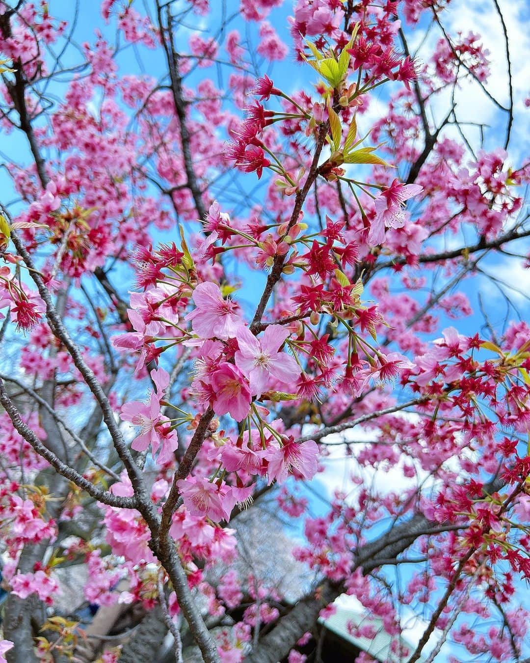 神志那結衣さんのインスタグラム写真 - (神志那結衣Instagram)「新宿御苑にお花見に行ってきたよ🌸･゜ﾟ･*  春休みだからか人が本当に多くて 並ばないと入れなかった！  満開でとっても綺麗だったな〜 春の風物詩やね🌸🍡🐸  #桜　#花見　#新宿御苑　#新宿」3月22日 14時53分 - jiina27