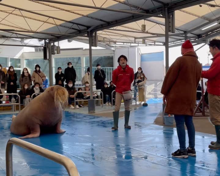 篁祐希のインスタグラム：「先日、念願の鳥羽水族館へ🐟🐠🐡  ラッコのメイちゃんに会いたくて行ったけど、セイウチのツララちゃんが可愛すぎた🥹💓  平日で子どもも少なくて…というかセイウチの大きさにびっくりして手を上げる子がいなくて😂  「やりたい方〜」 「はい！！！！！🙋🏻‍♀️」  って手を挙げたら選んでくれました😂  これ以外にも投げキッス💋やお腹ポンとかシャボン玉吹いたり色々できて、セイウチの賢さにびっくり！  ツララちゃん、可愛くてお利口さんでファンになりました😍」