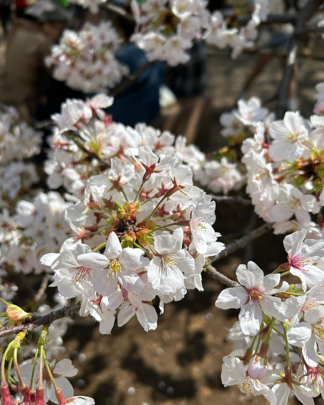 ニール・ブラウンさんのインスタグラム写真 - (ニール・ブラウンInstagram)「Beautiful morning stroll in #shinjukugyoen parc with the 🍒 🌸 and the ☀️  Japan 🇯🇵 is awesome!   #morningstroll #nationalgarden #japan #beauty #nature #instamood #instamoment #sunshine #landscape #cityscape #traveller」3月22日 15時00分 - neil_brown