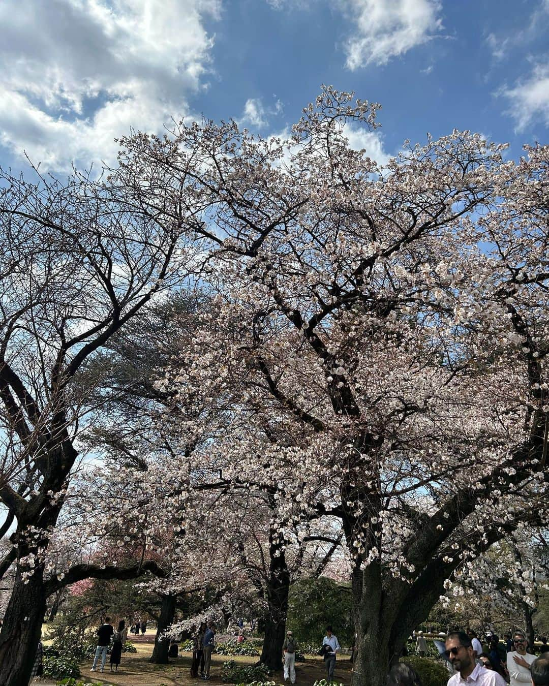 ニール・ブラウンさんのインスタグラム写真 - (ニール・ブラウンInstagram)「Beautiful morning stroll in #shinjukugyoen parc with the 🍒 🌸 and the ☀️  Japan 🇯🇵 is awesome!   #morningstroll #nationalgarden #japan #beauty #nature #instamood #instamoment #sunshine #landscape #cityscape #traveller」3月22日 15時00分 - neil_brown